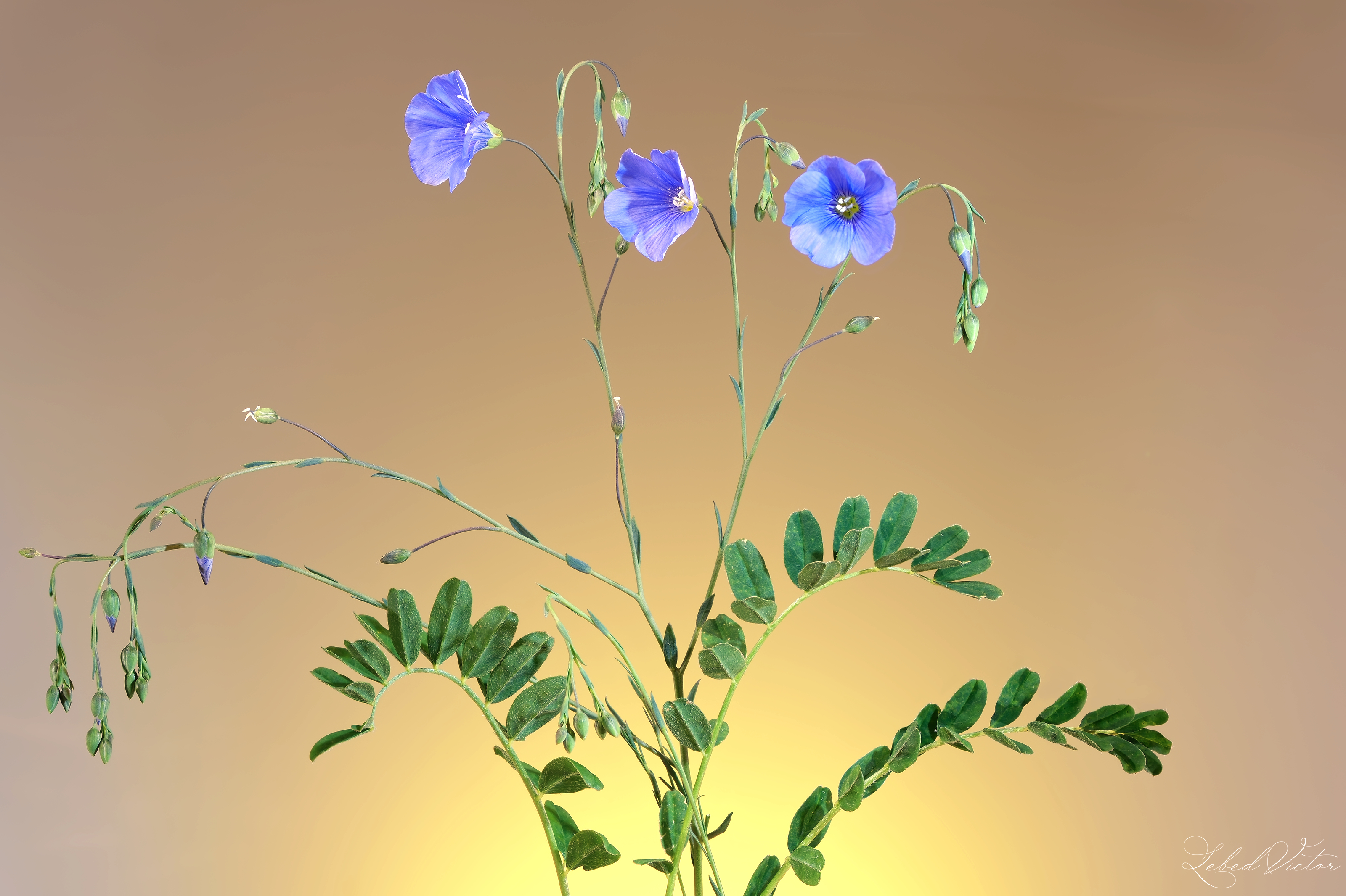 , Виктор Лебедь