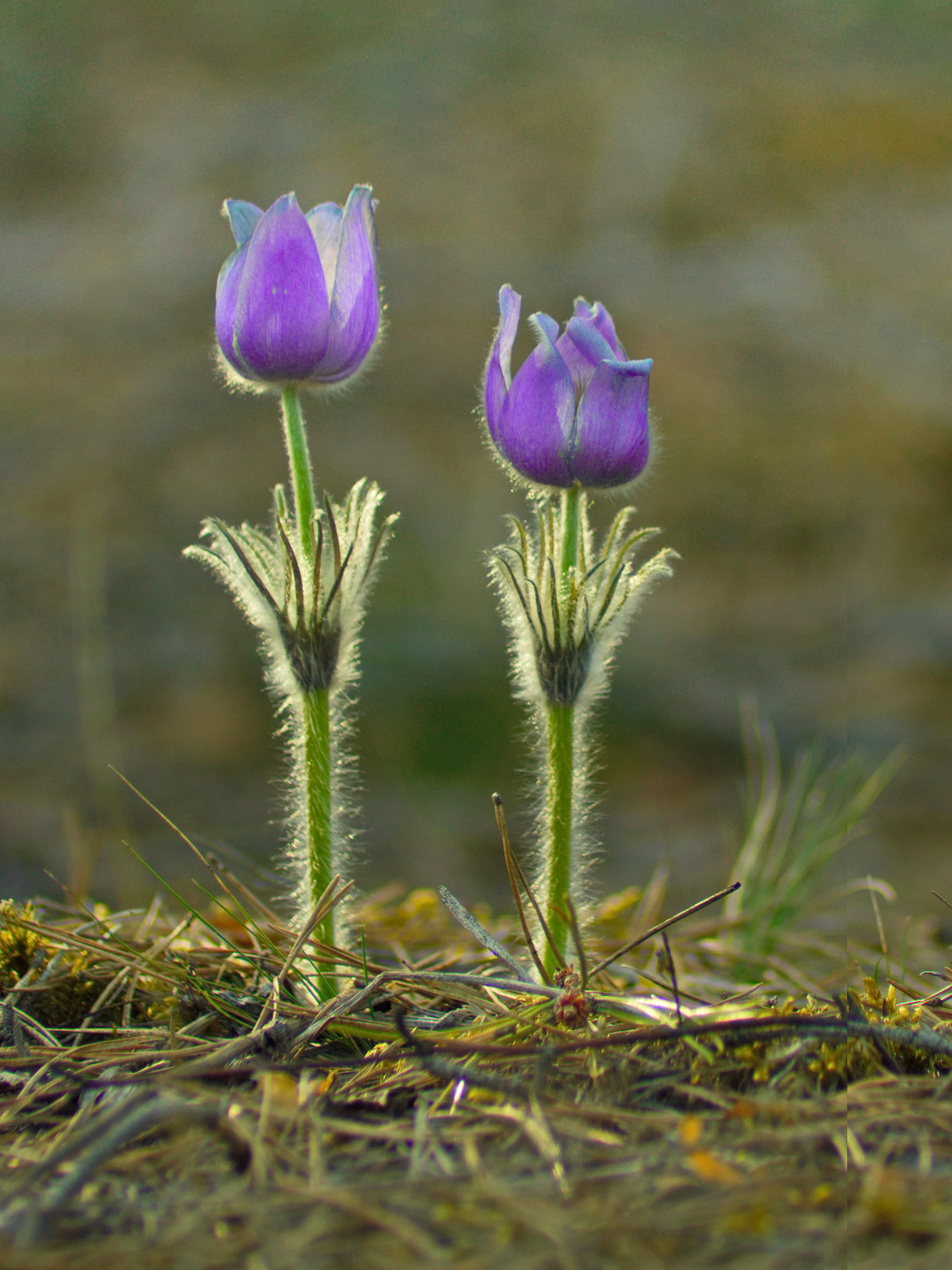 весна, цветы, сон-трава, улла, беларусь, Виктор Гурков