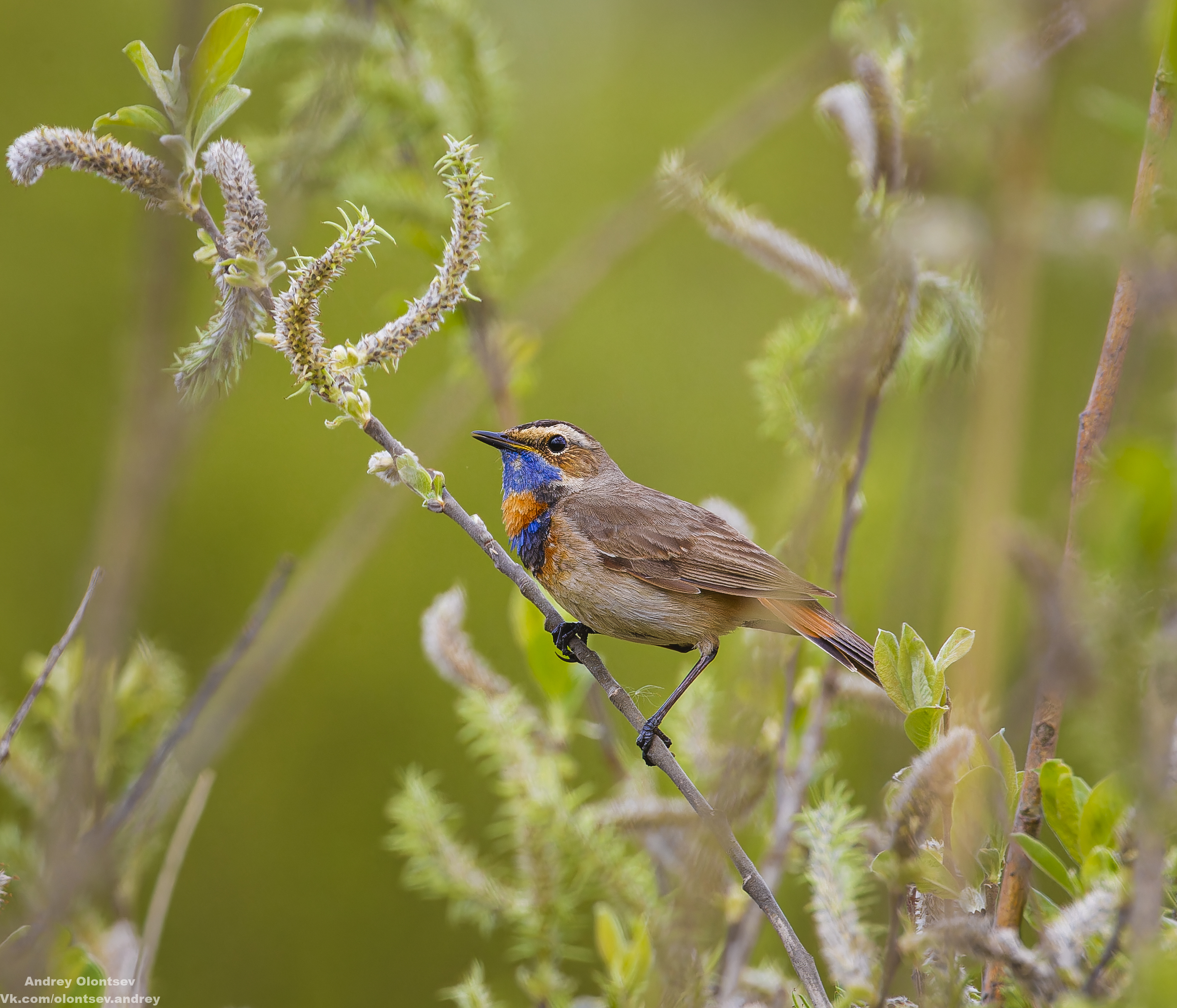 солнце, россия, рассвет, природа, подмосковье, погода, пейзажи, пейзаж, отражение, наукоград, красота, дубна, вода, весна, weather, water, spring, russia, reflection, naukograd, nature, moscow, landscape, dawn, canon, dubna, beauty, Олонцев Андрей