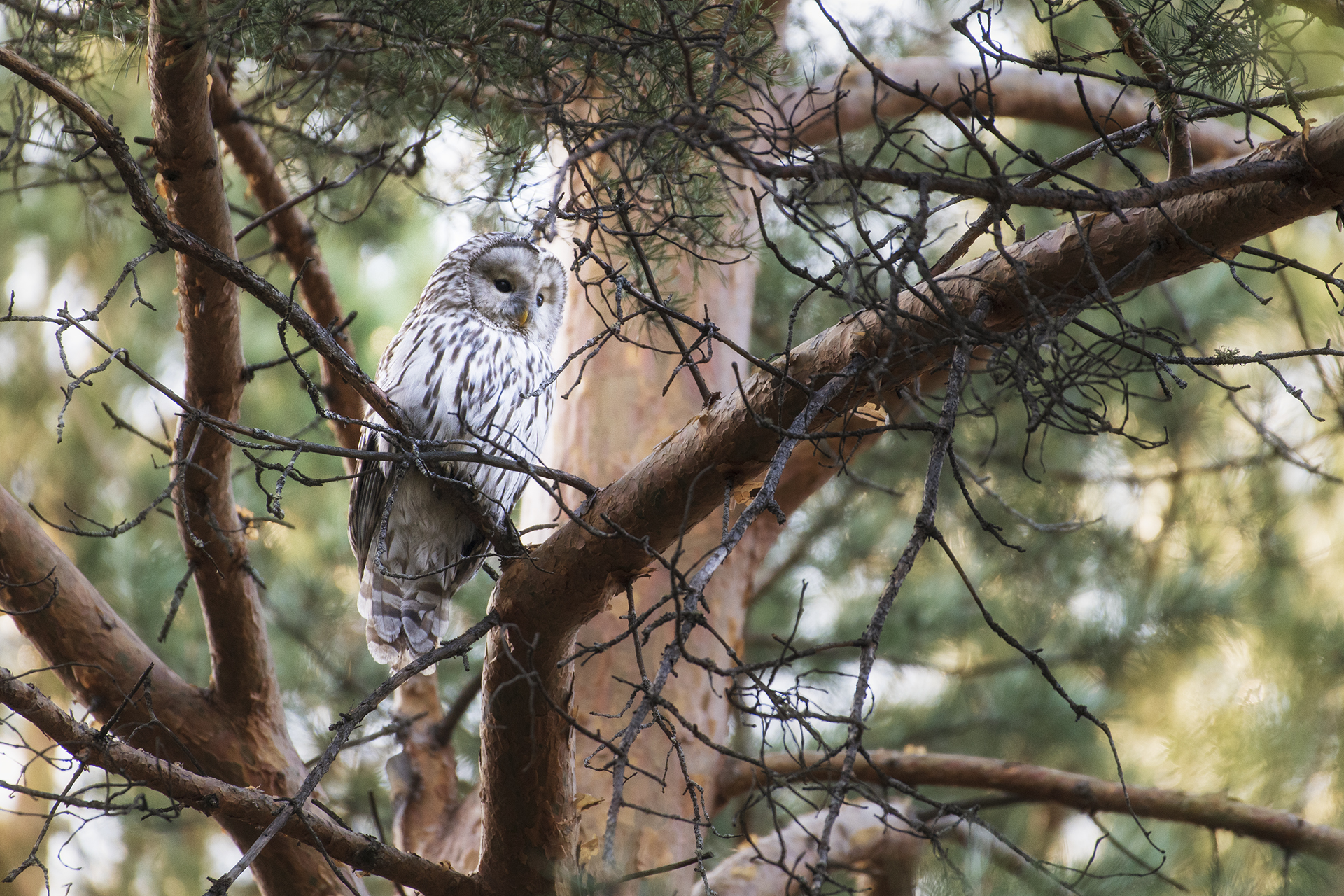 сова, красноярск, неясыть, Андреева Светлана