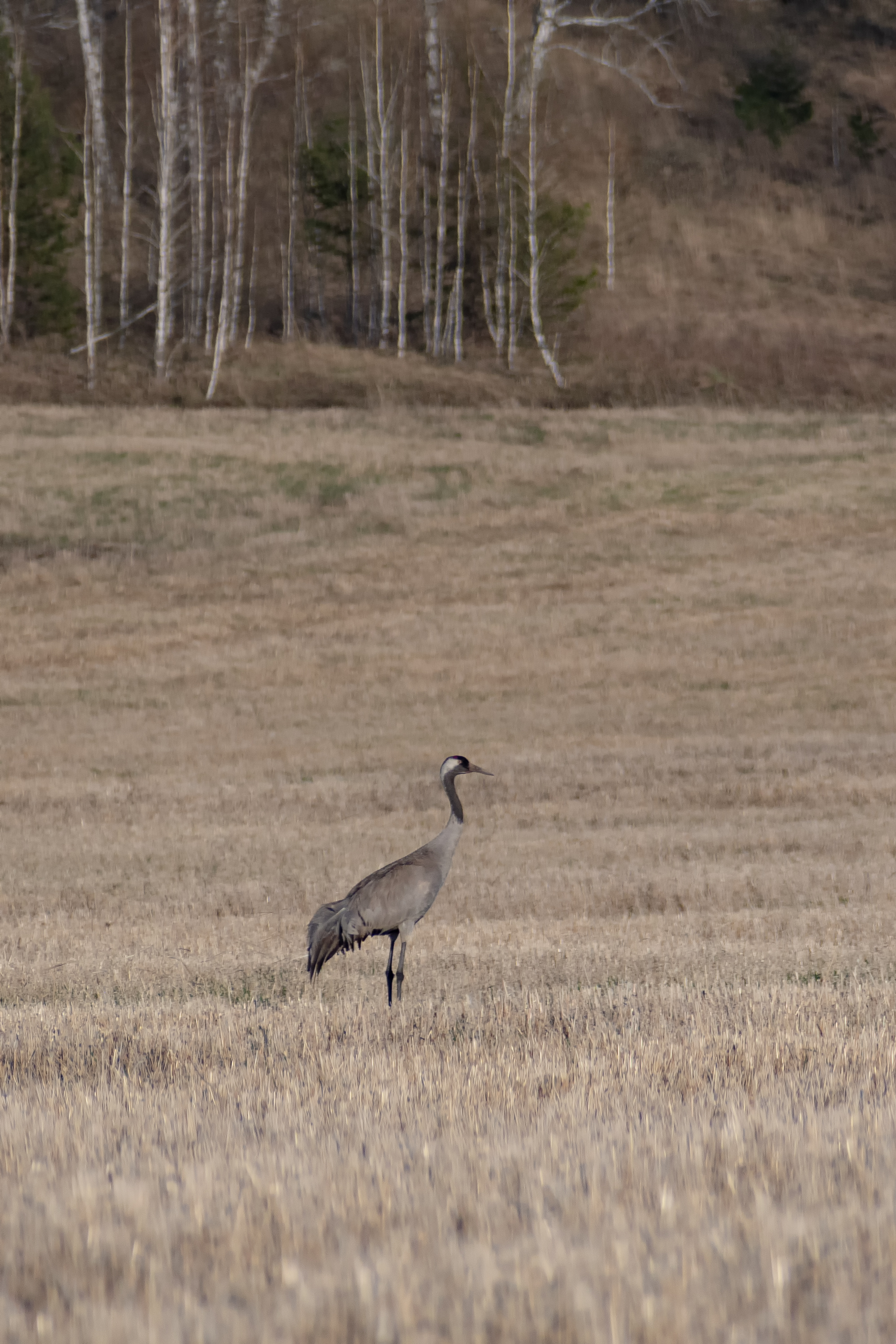 , Ильгиз Таипов