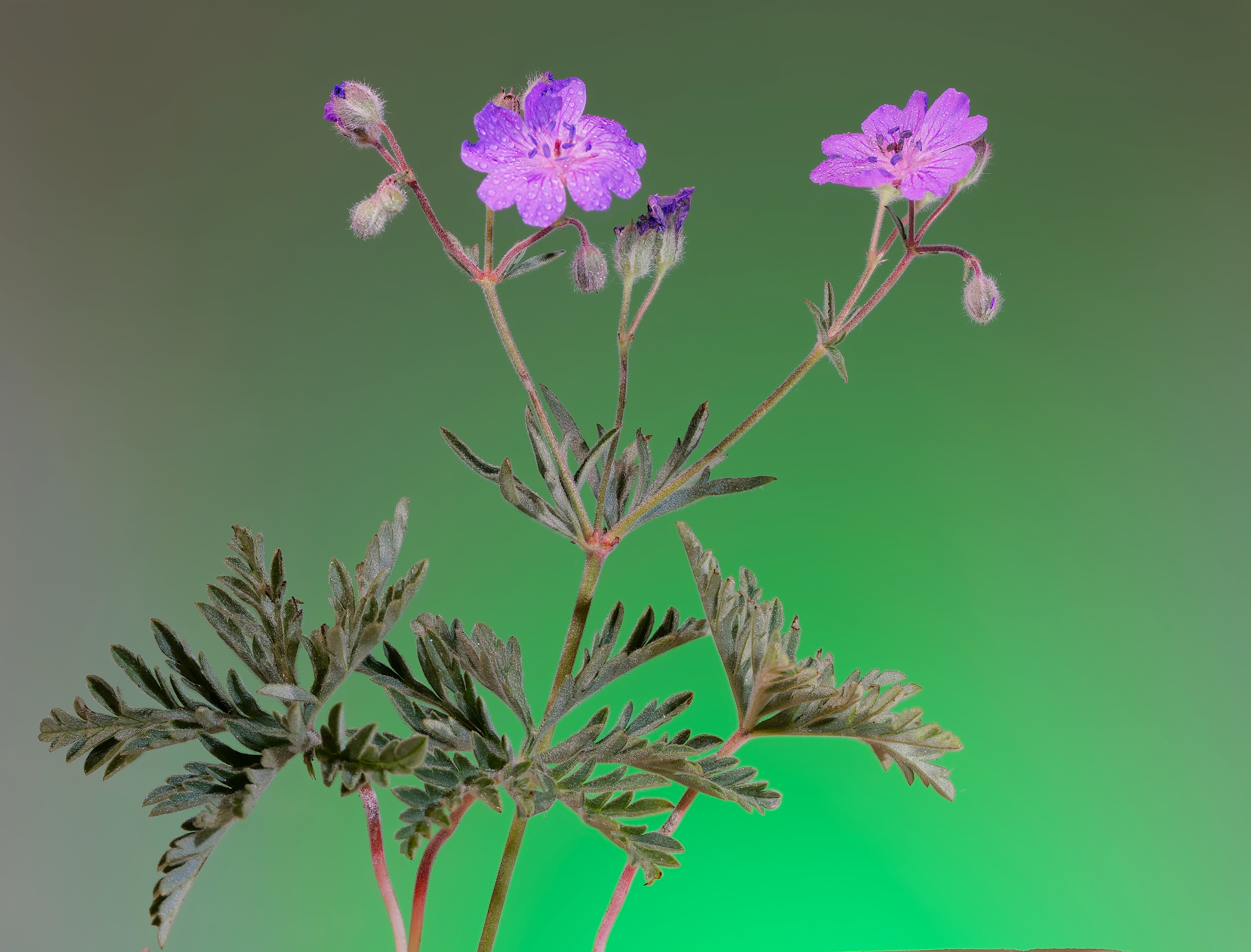 , Виктор Лебедь