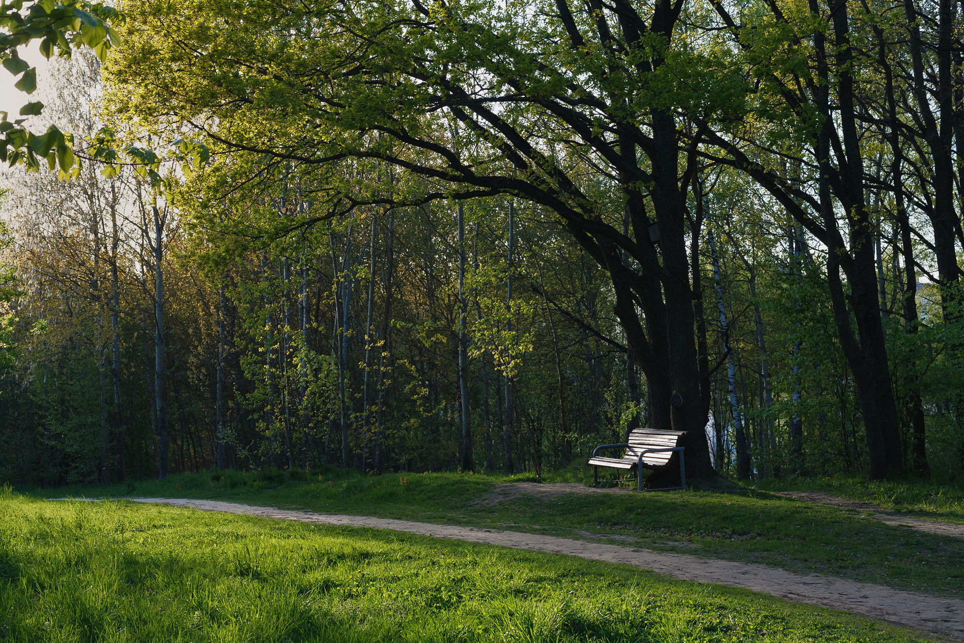 весна май вечер закат парк, Карабинов Дима