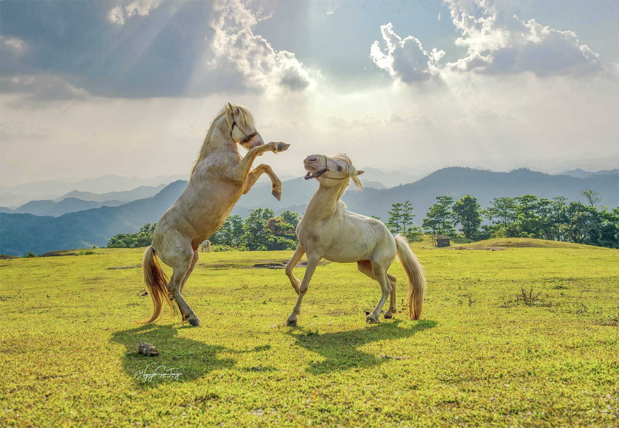 , SƠN TÙNG NGUYỄN