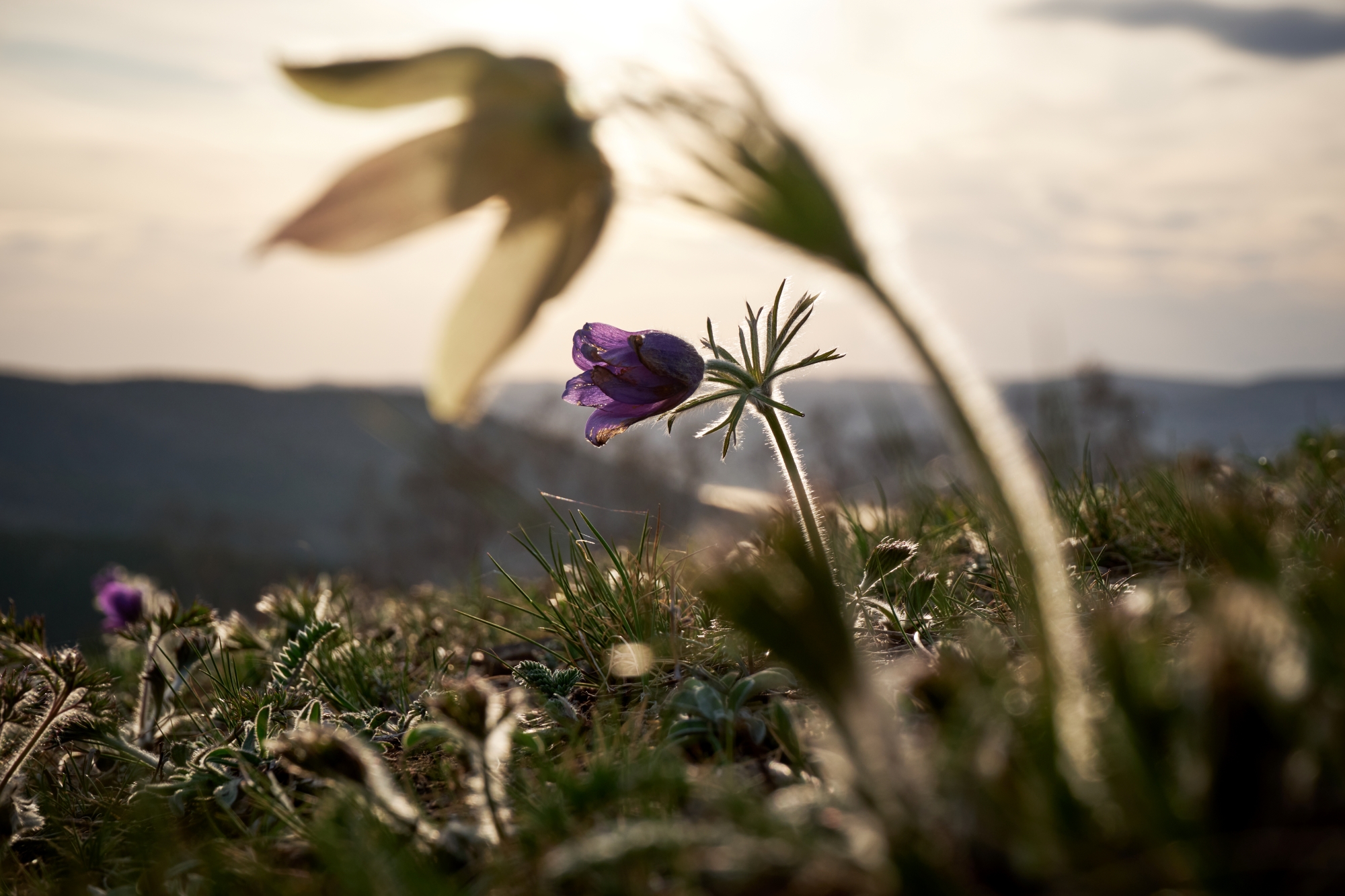 прострел, весна,цветы, Багурский Алексей