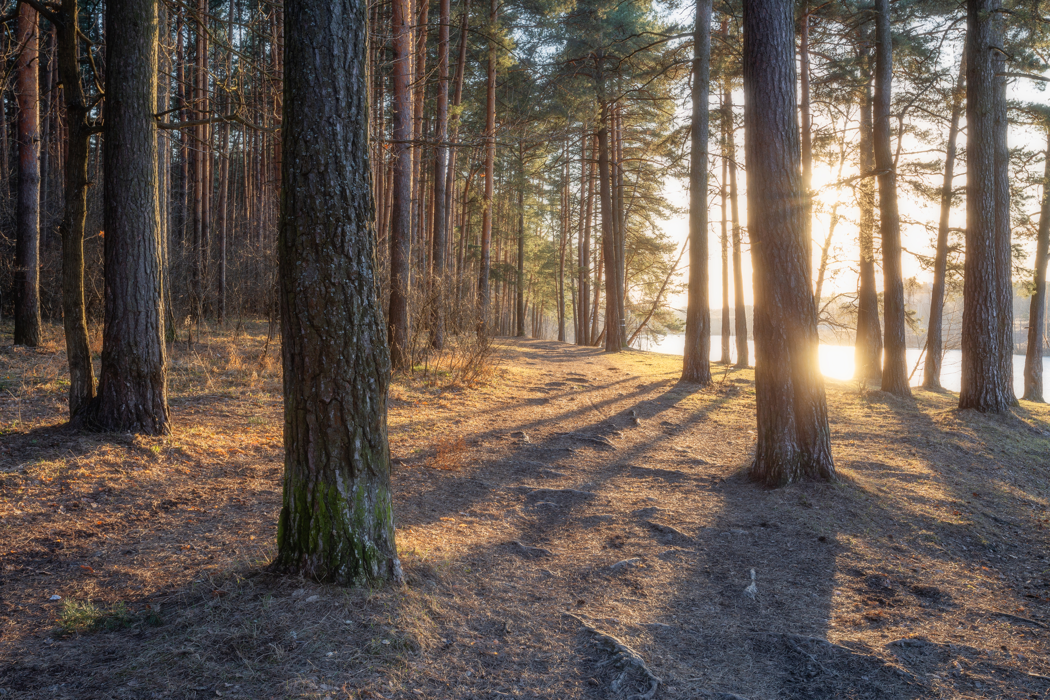 природа, закат, пейзаж, лесной пейзаж, весна, Мартыненко Дмитрий