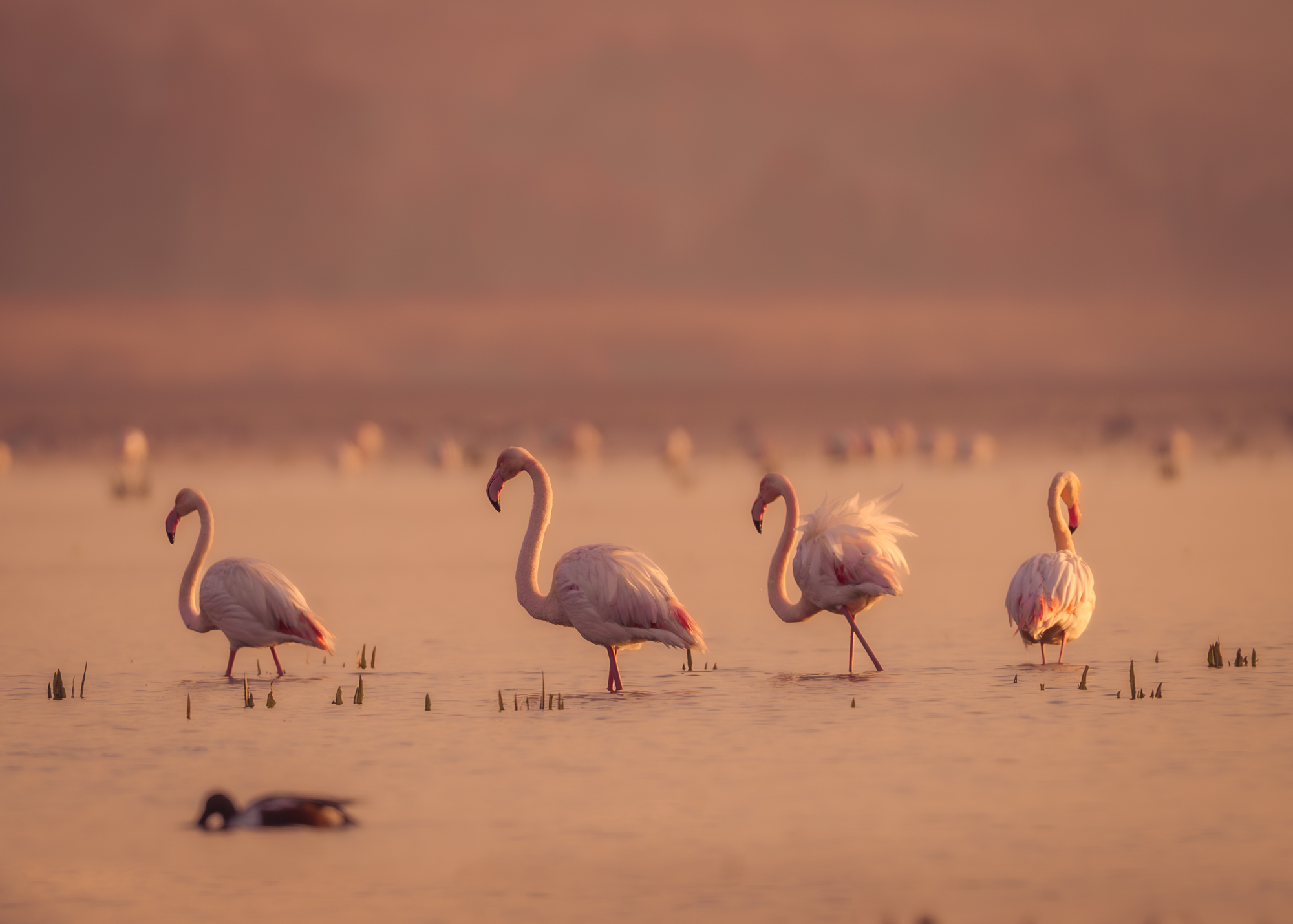 большие, фламинго, птицы, рассвет, озеро, природа, greater, flamingos, birds, sunrise, nature, lake, Оксана Дорн