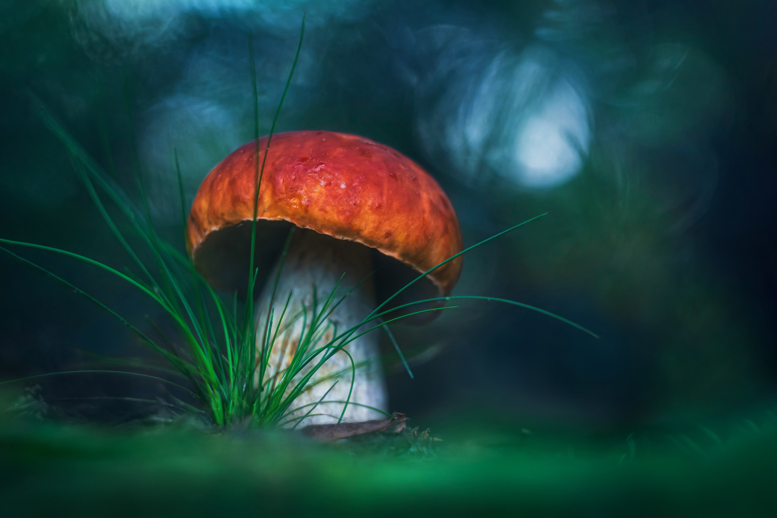 природа, осень, лес, гриб, Алёна Сурнина