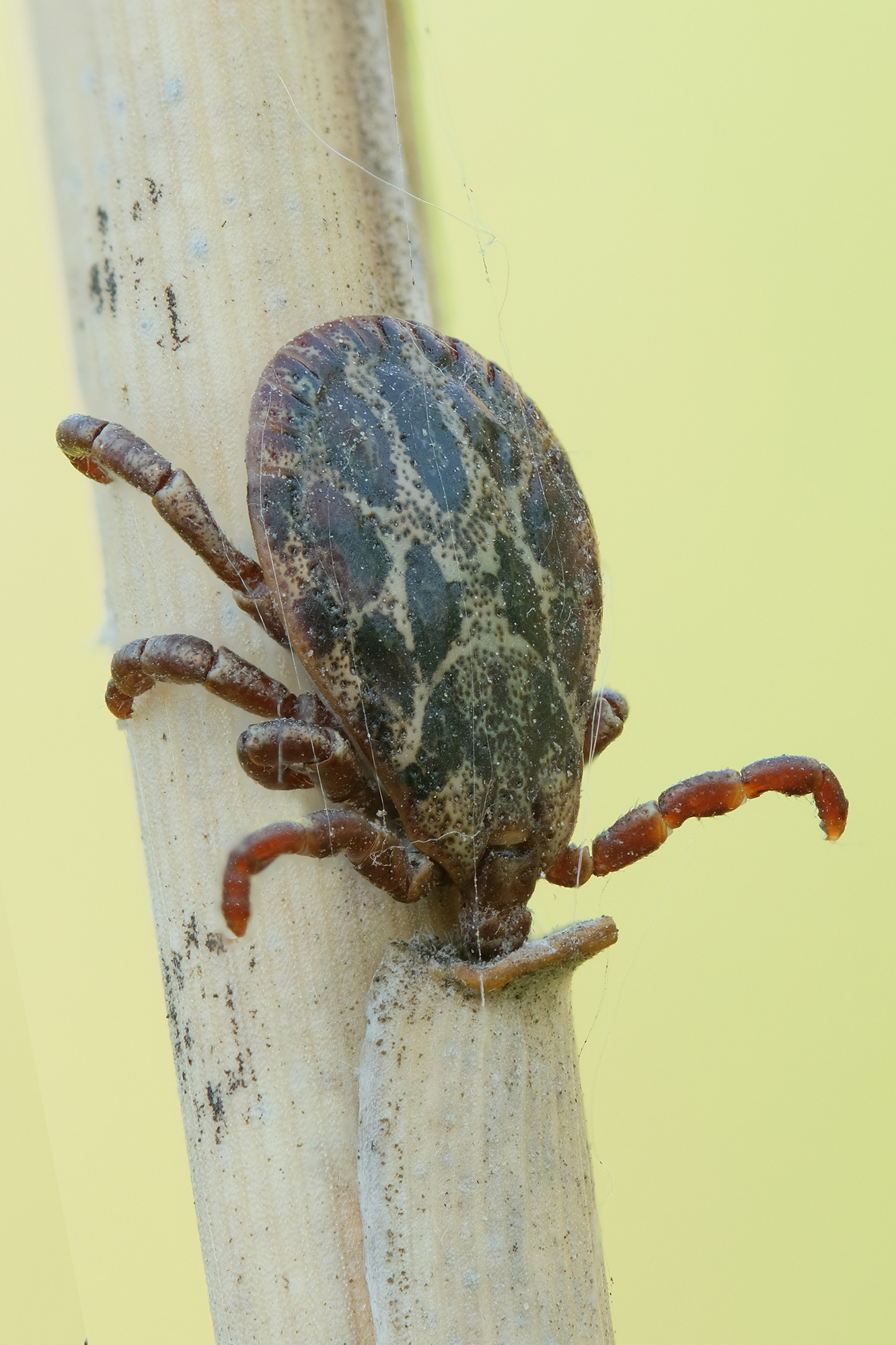 , Васильев Роман