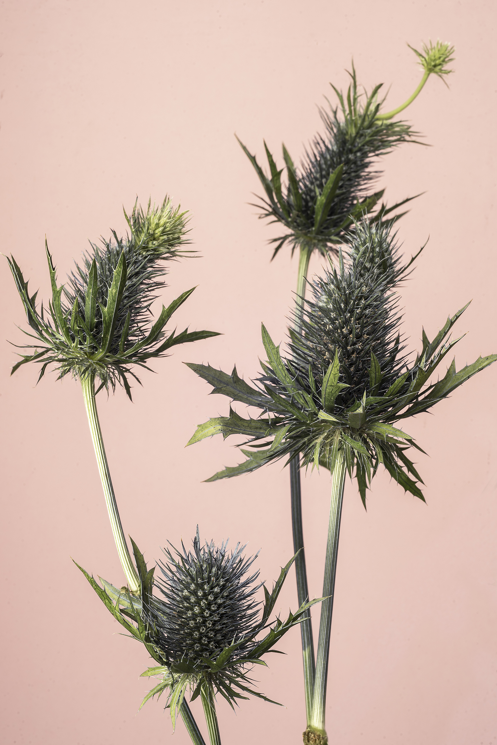 цветы натюрморт колючки, Бакбак Тата