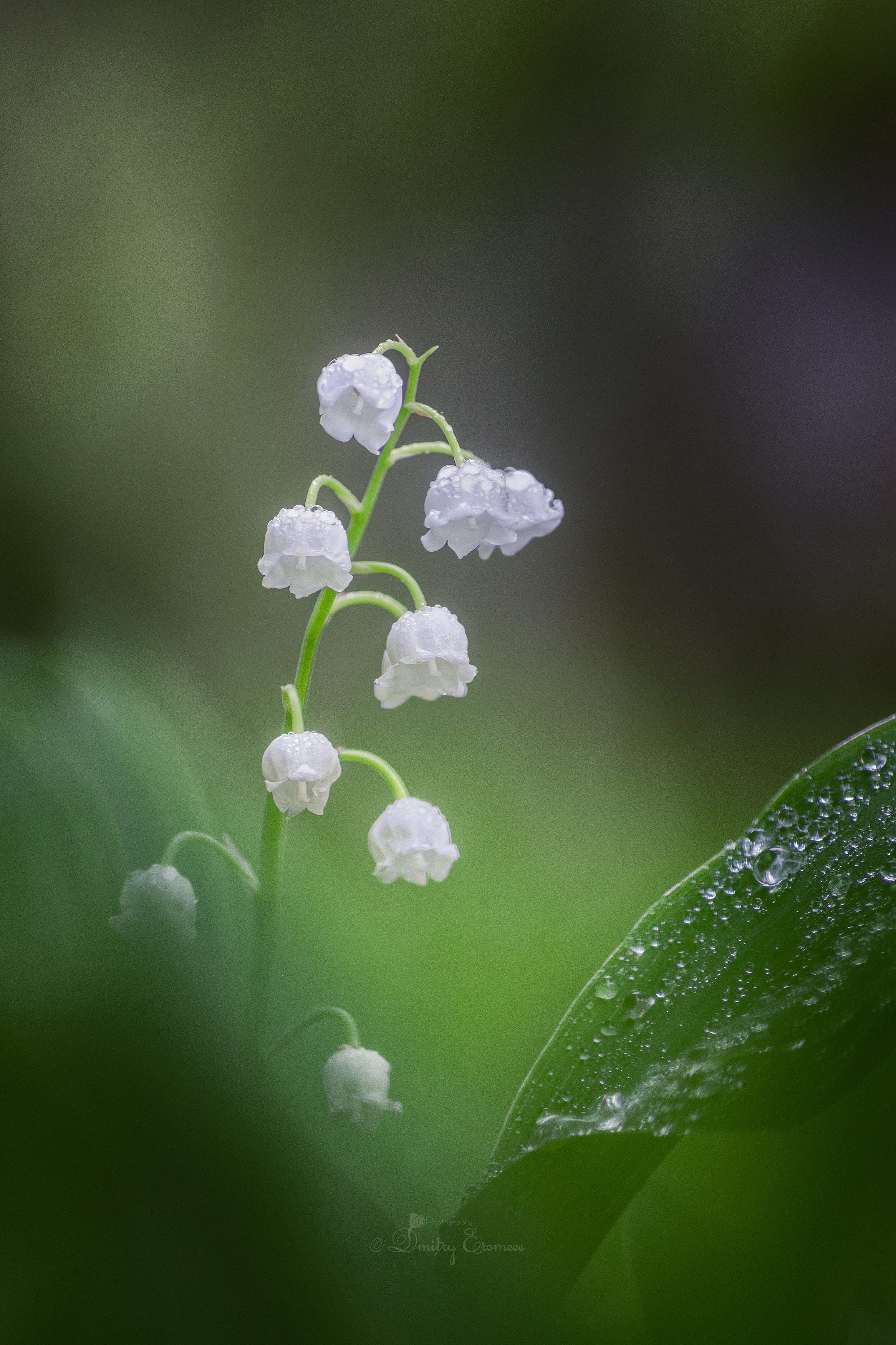 , Еремеев Дмитрий