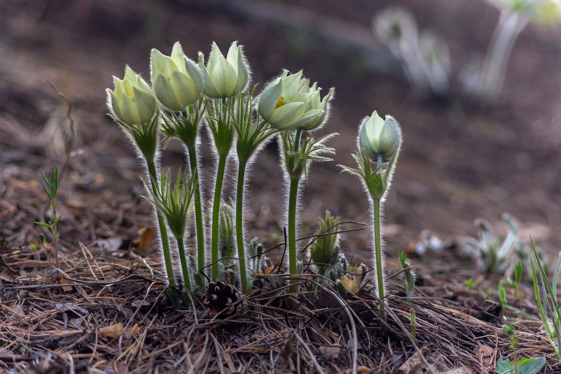 сон - трава, Беляев Юрий