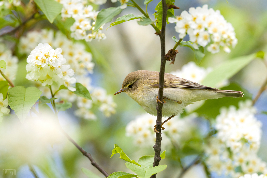 , Дмитрий Доронин