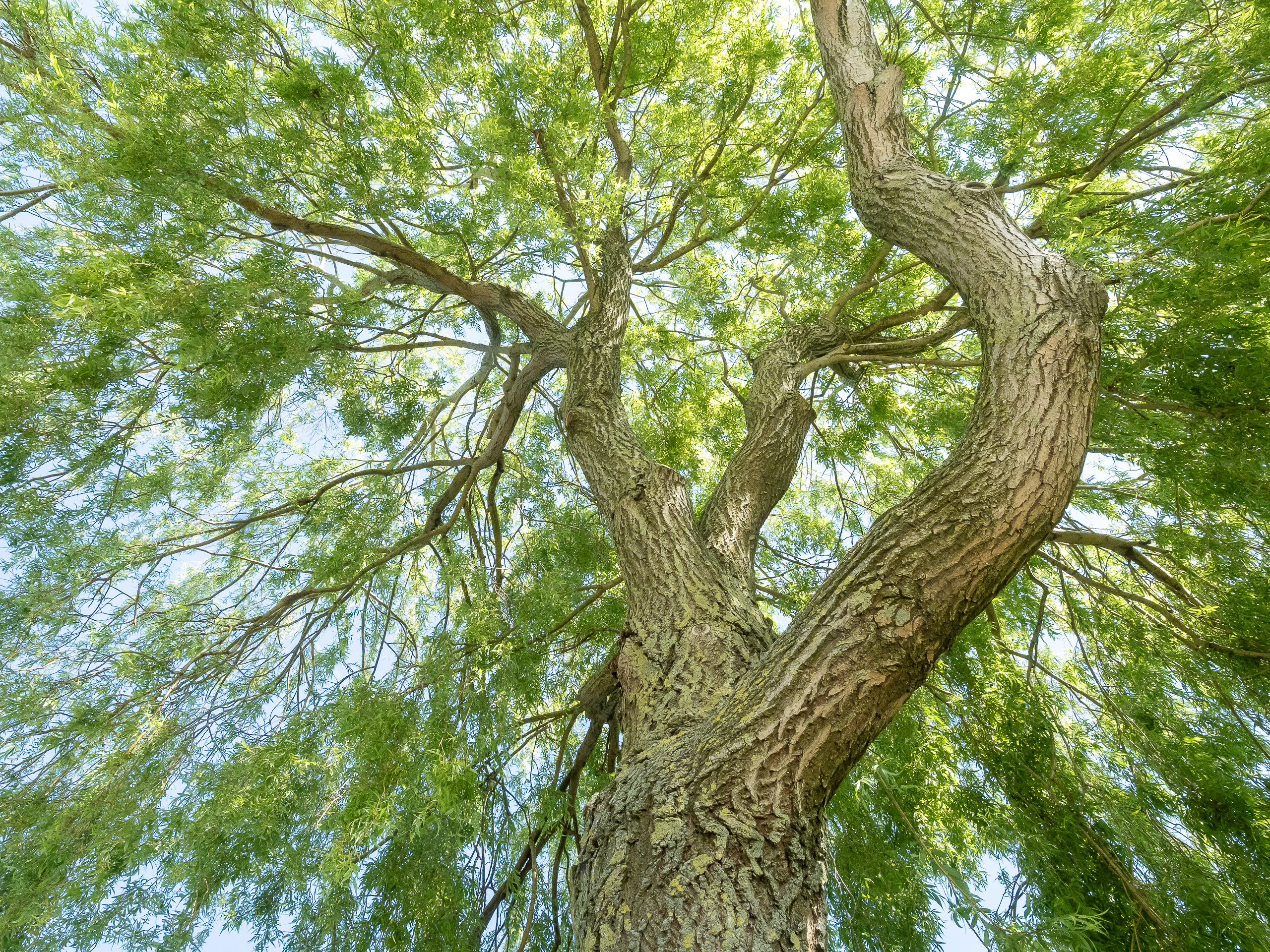 , Ирина Протченко