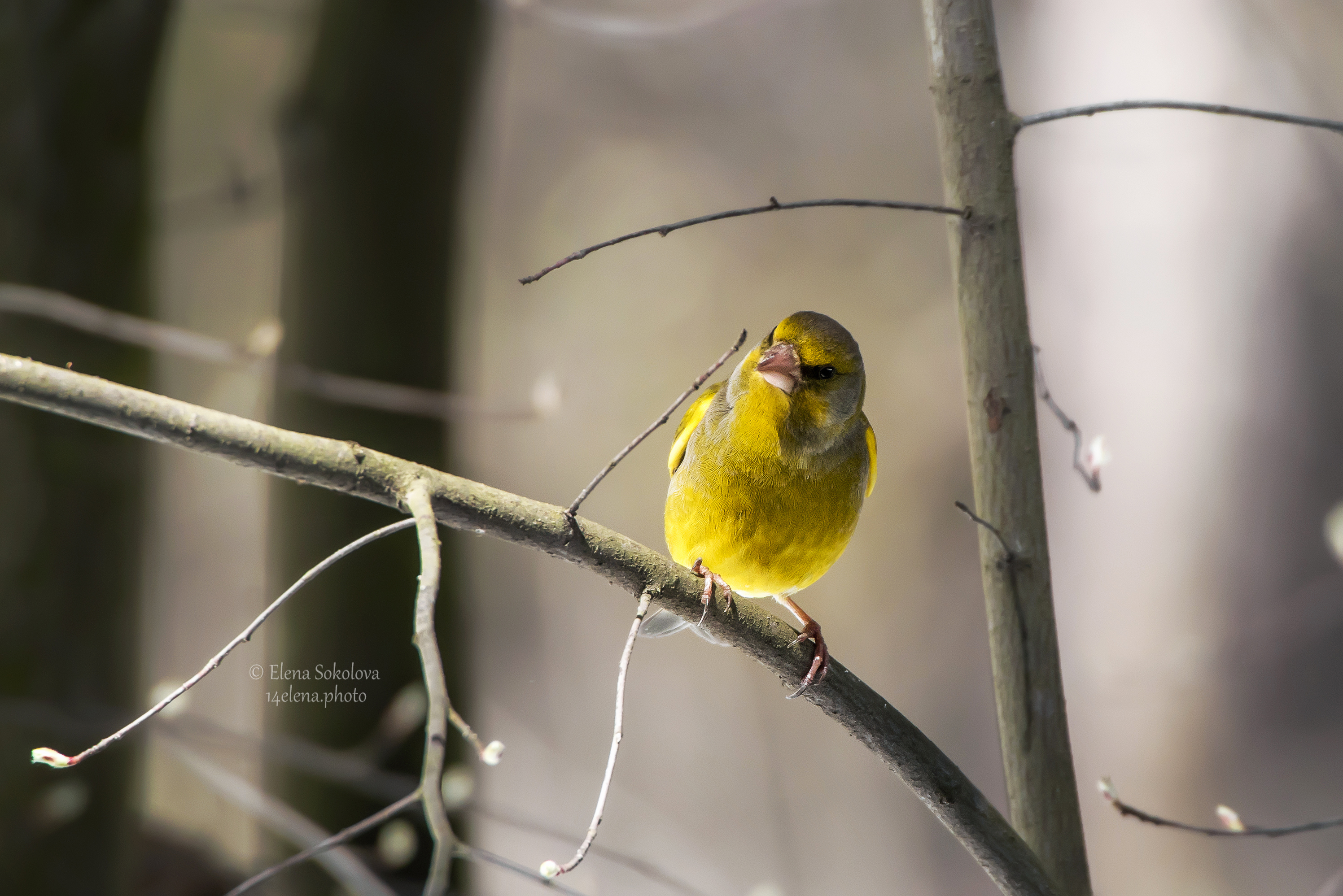 зеленушка, птицы, весна, Соколова Елена