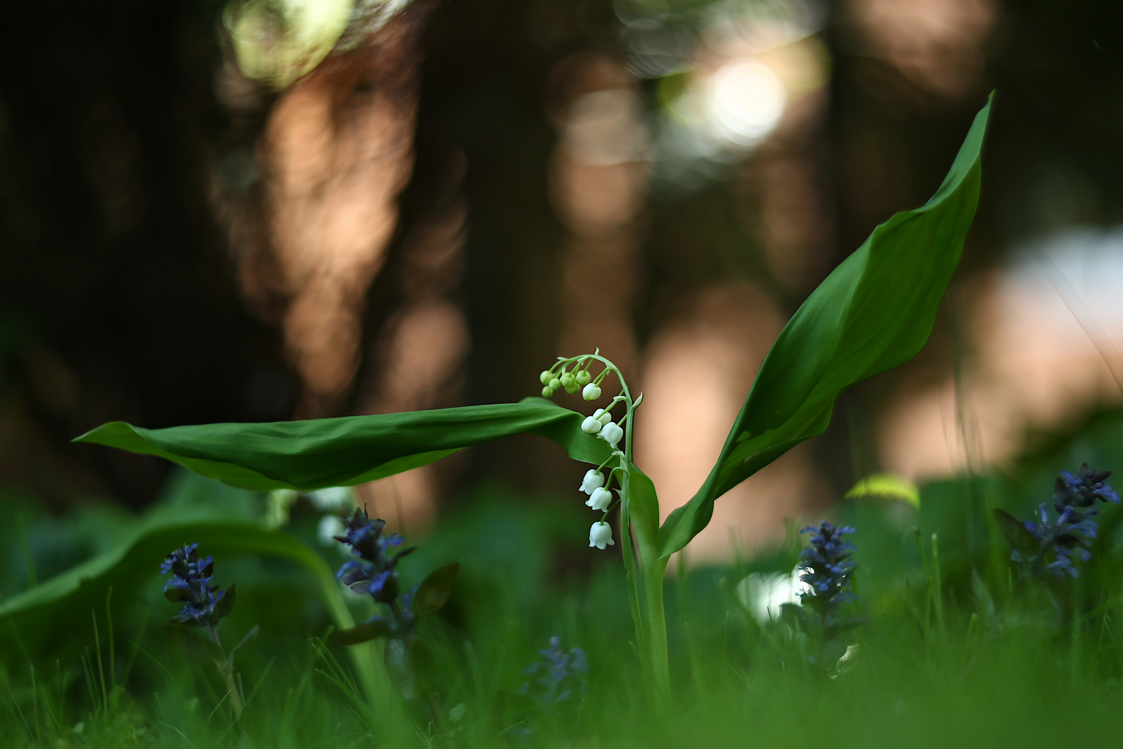 , Колобошников Эдуард