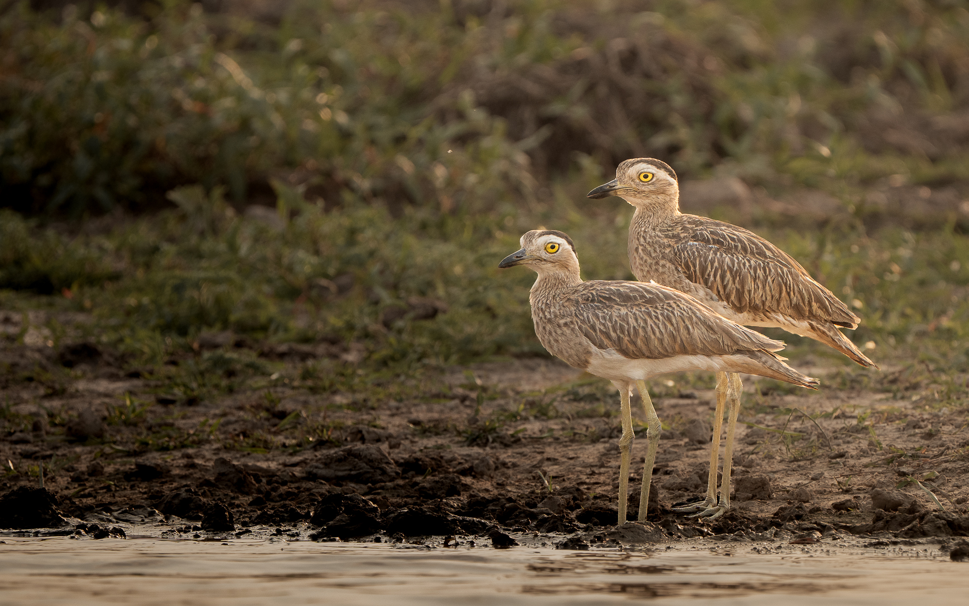 , maria paula lozano