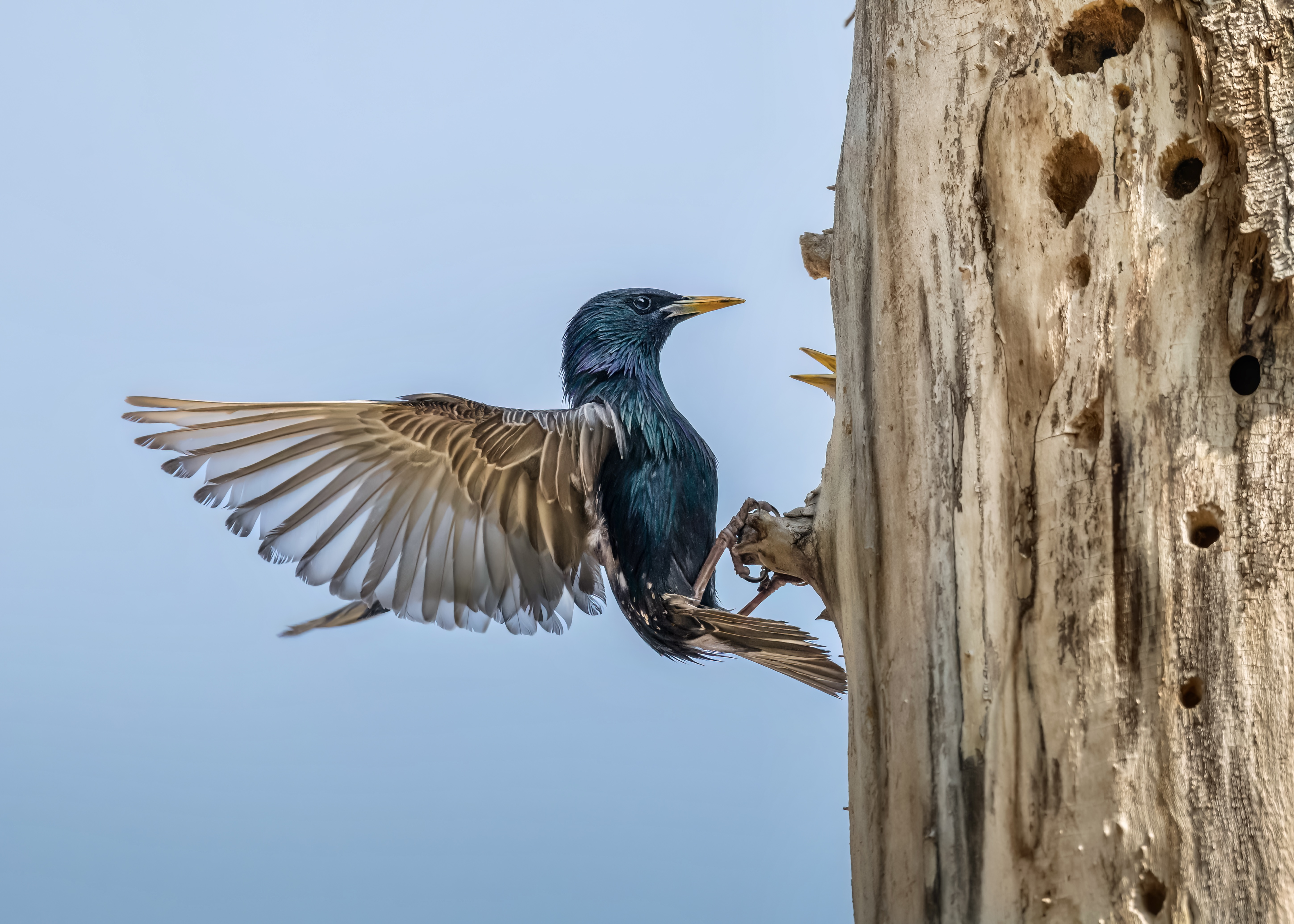 , Valle Clara Maikel