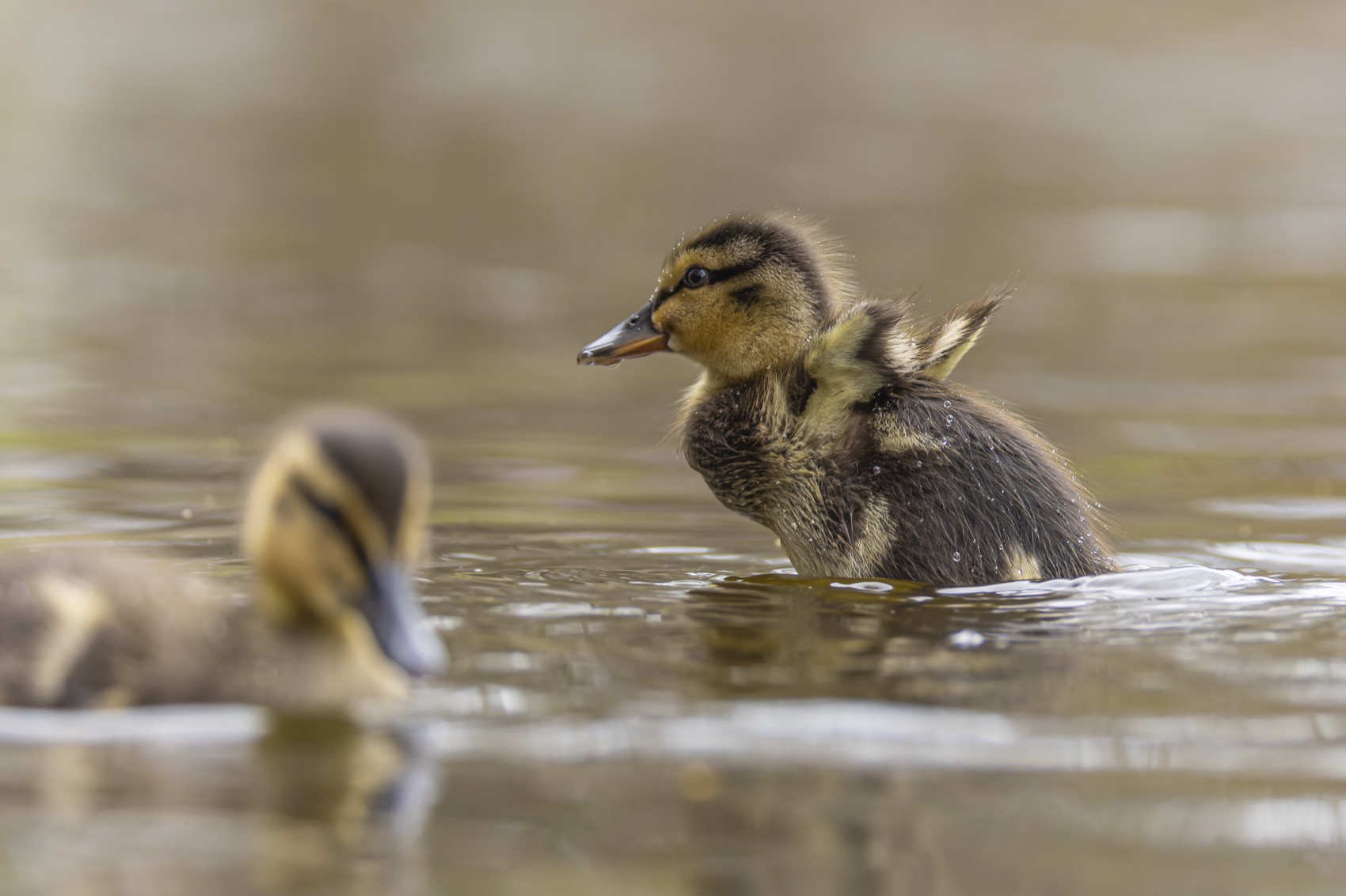 кряква, утка, утенок, птицы, Руслан Pl