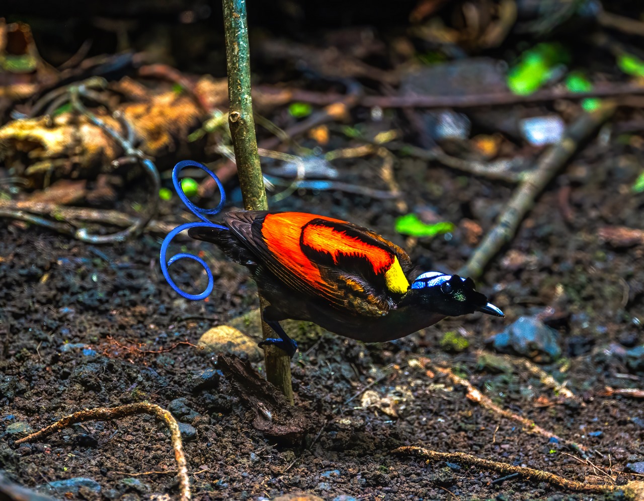 # birds #birds of paradise #wilson\\\'s bird of paradise #raja ampat, Олег Герасимов
