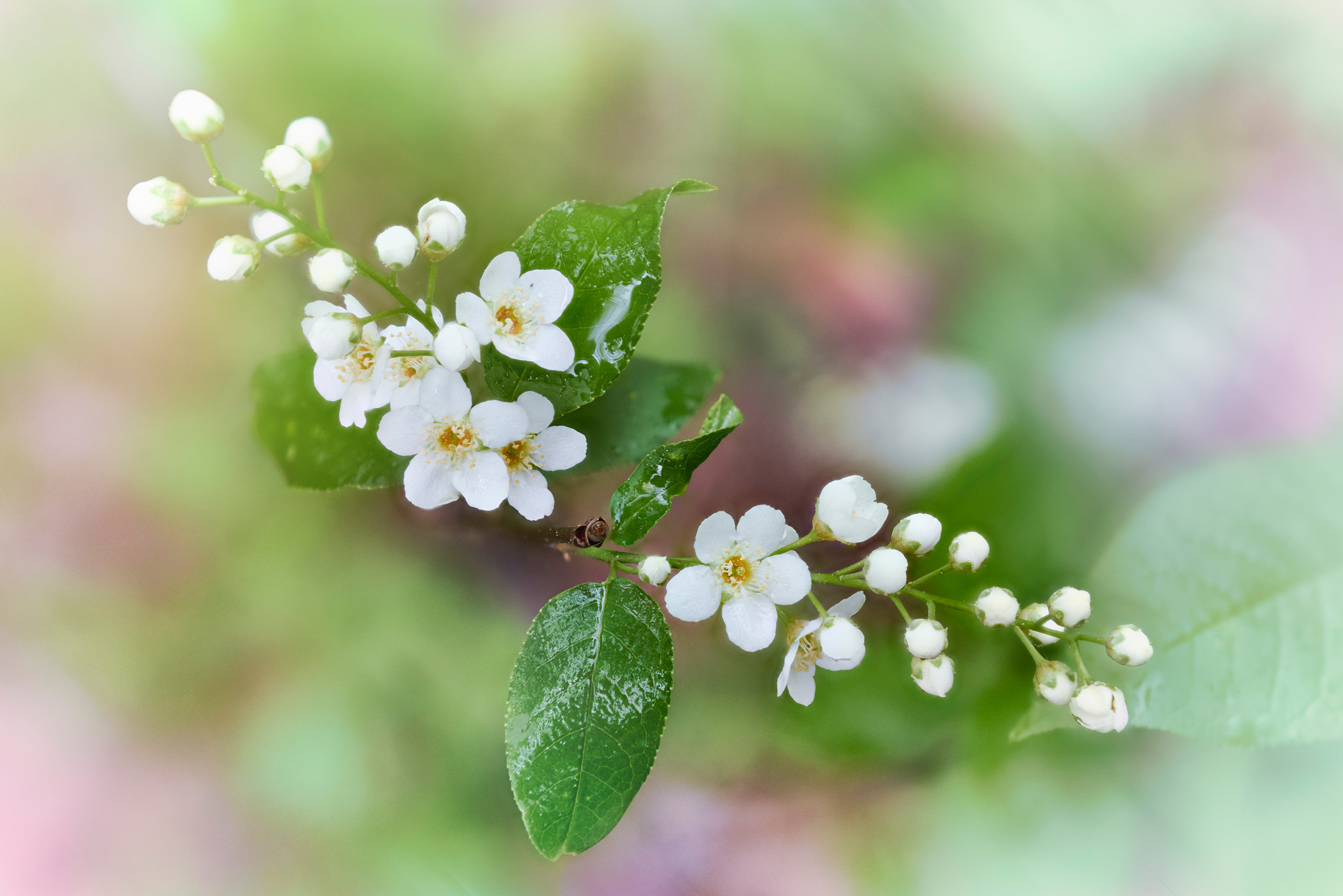 , Валерий Вождаев