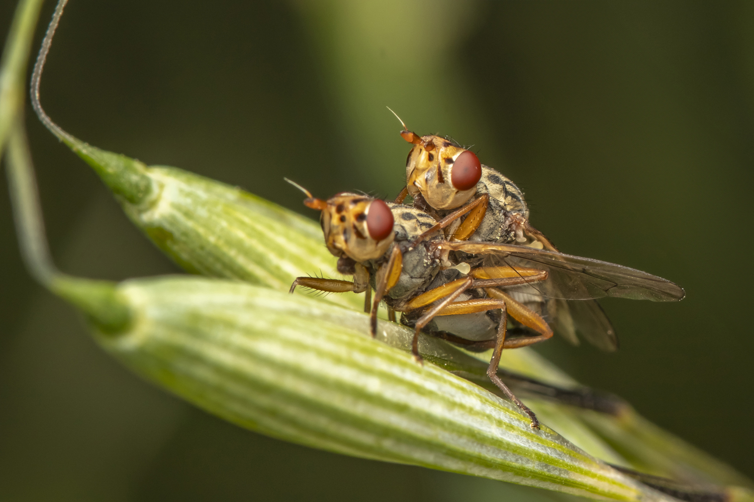 #macro #insects #nature #closeup, Nikolay Tatarchuk