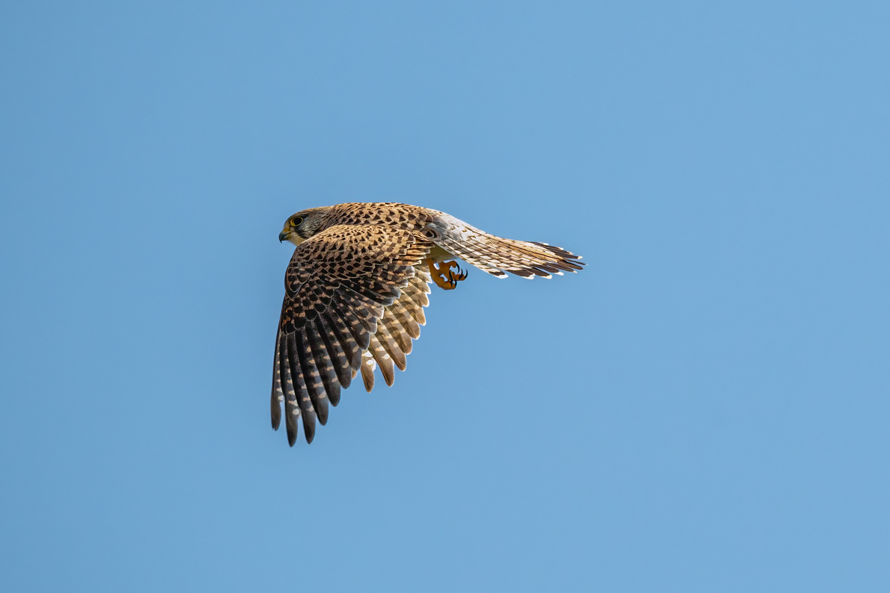 птицы, животные, дикая природа,  birds, animal, wildlife, Sajkovski Dejan