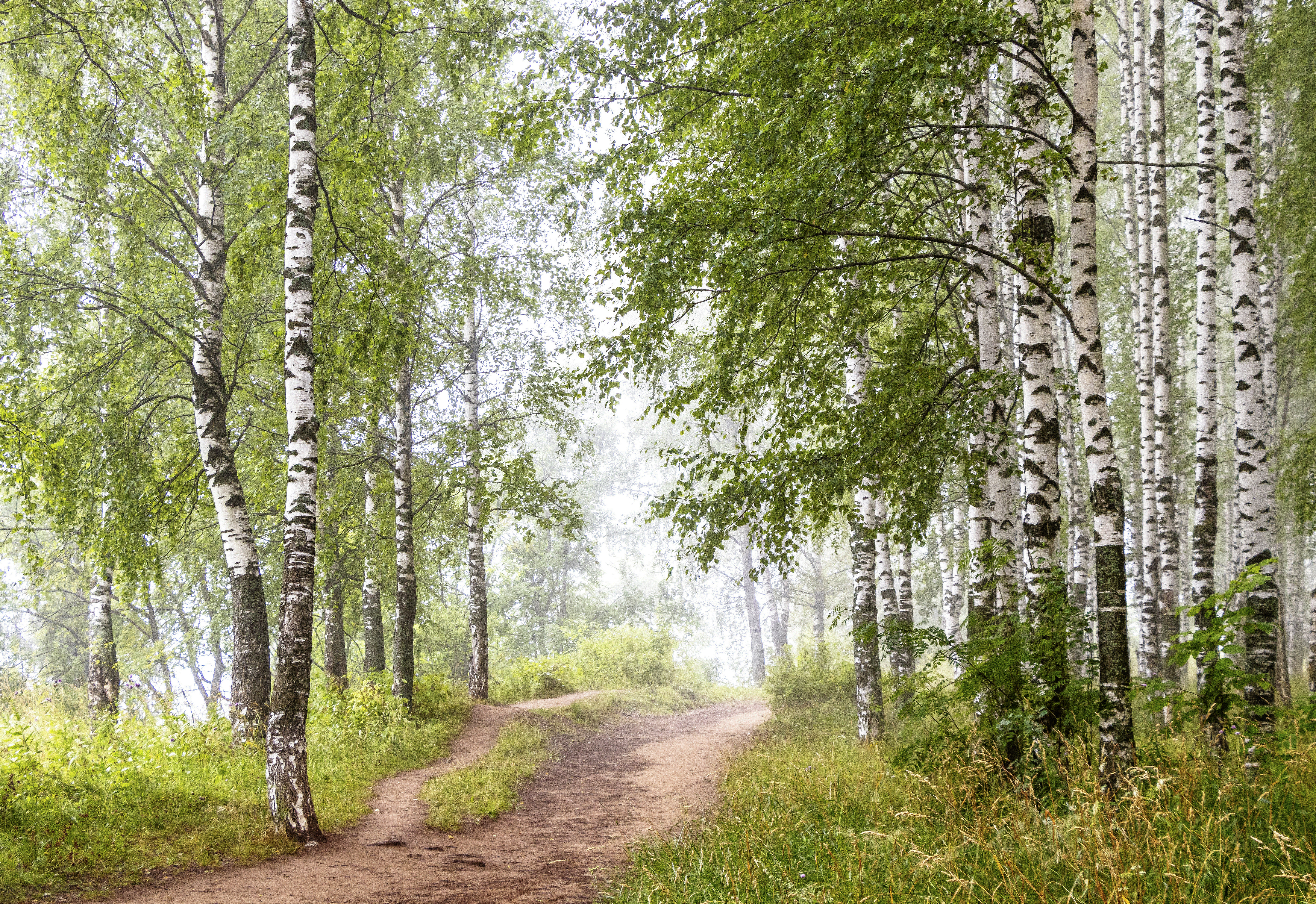Туман, березы, утро, галина новинская