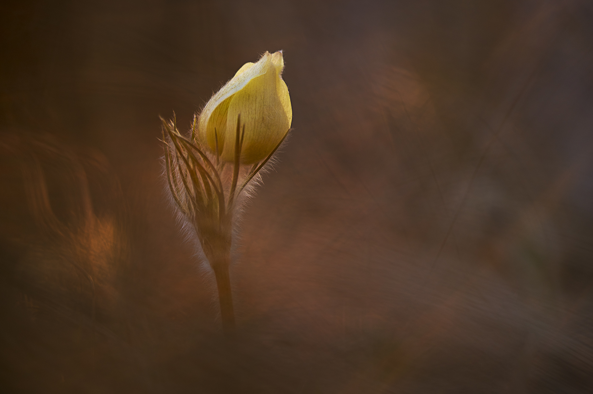 первые цветы, сон-трава, красноярск, Андреева Светлана