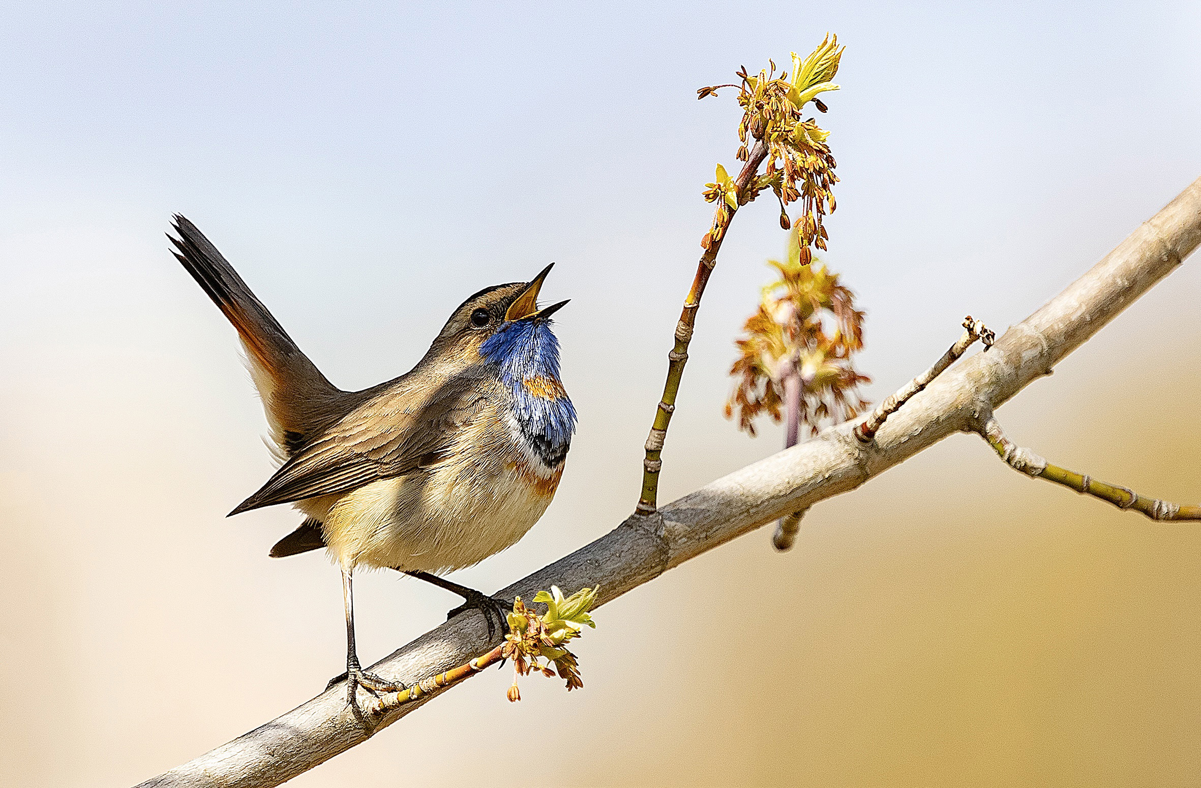 весна, птицы, варакушка, погожий день, Широких Александр