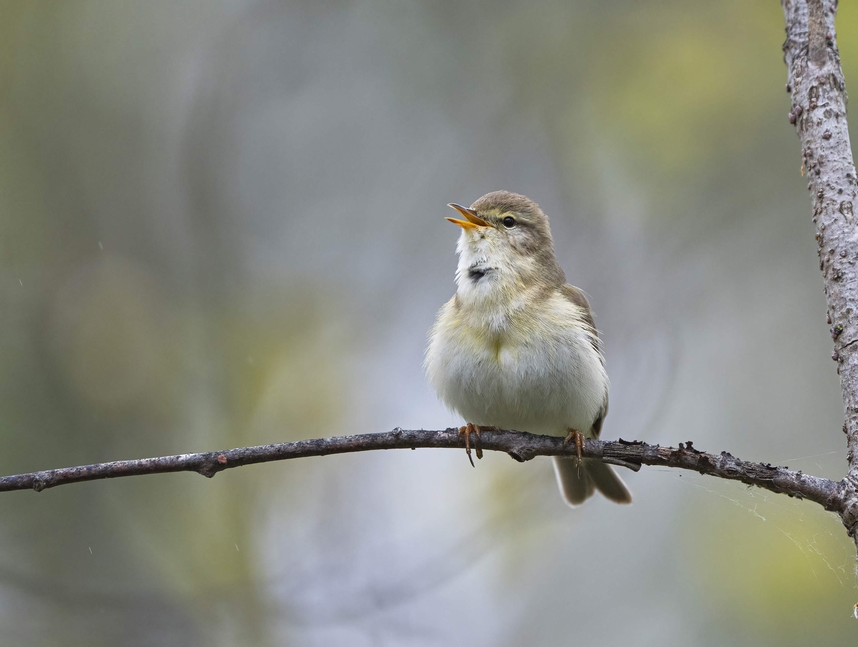 птицы,природа, весна, Андрей Киселёв