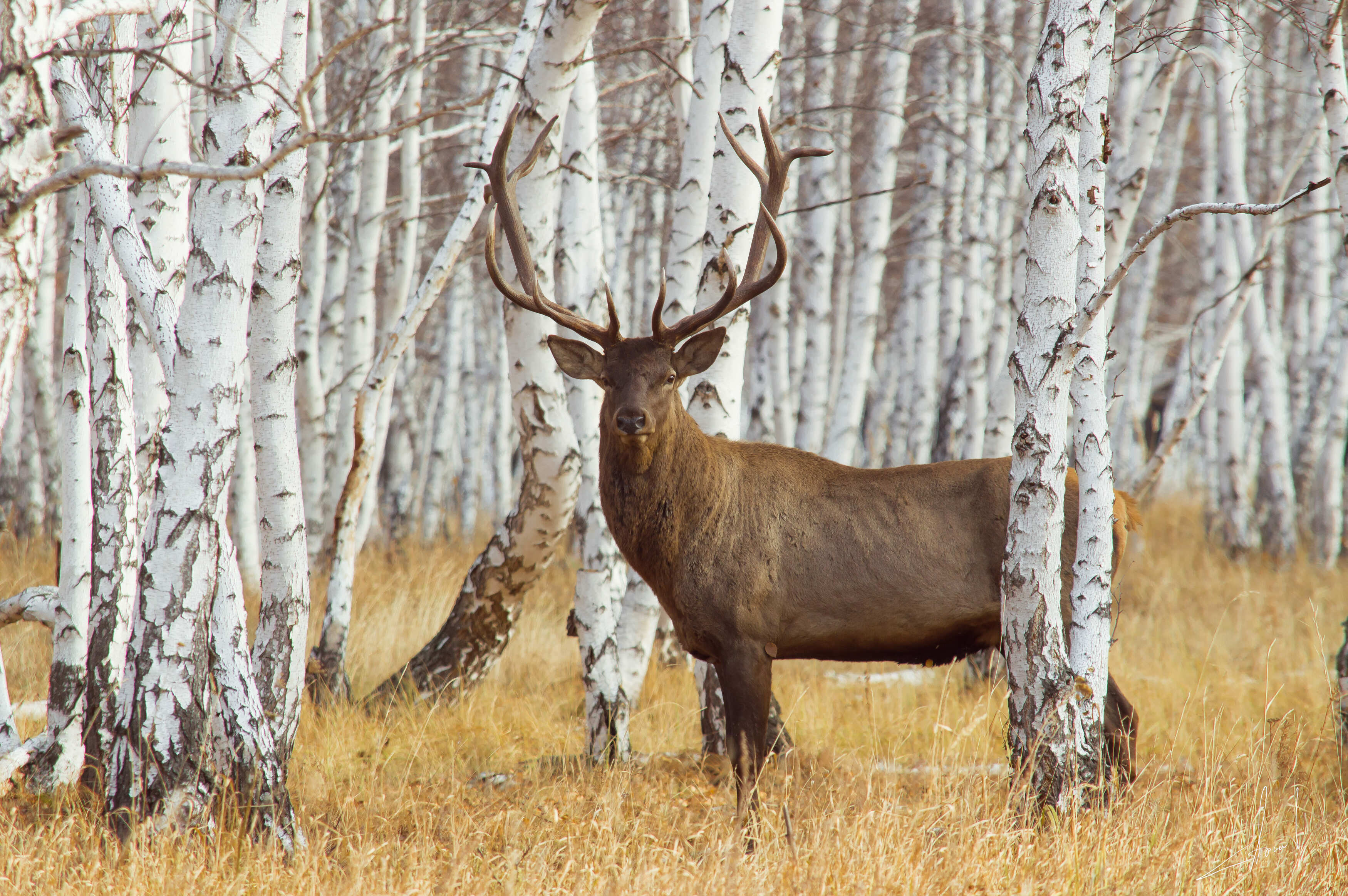 , Красников Андрей