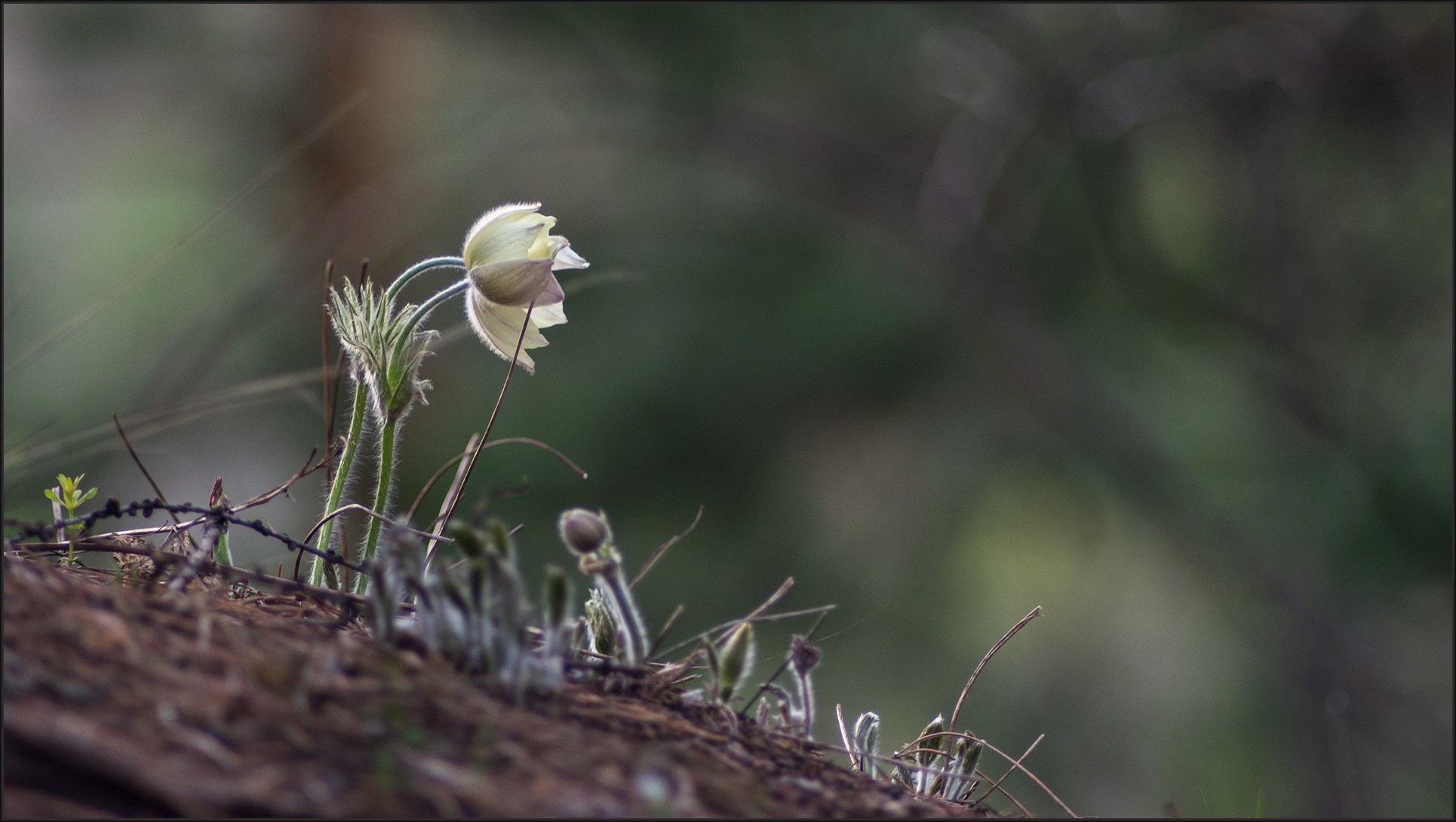сон - трава, Беляев Юрий