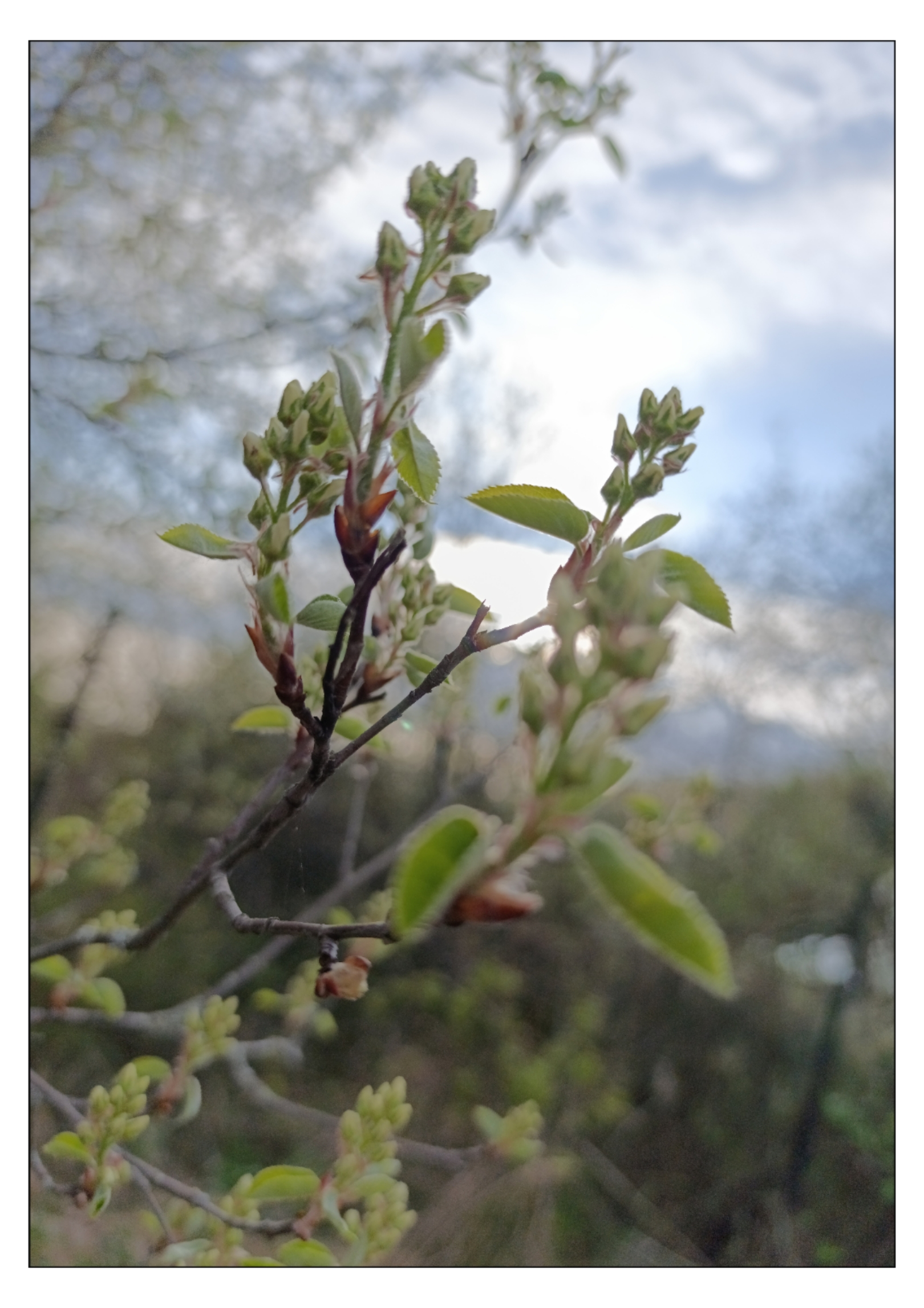 , Герасимова Алёна