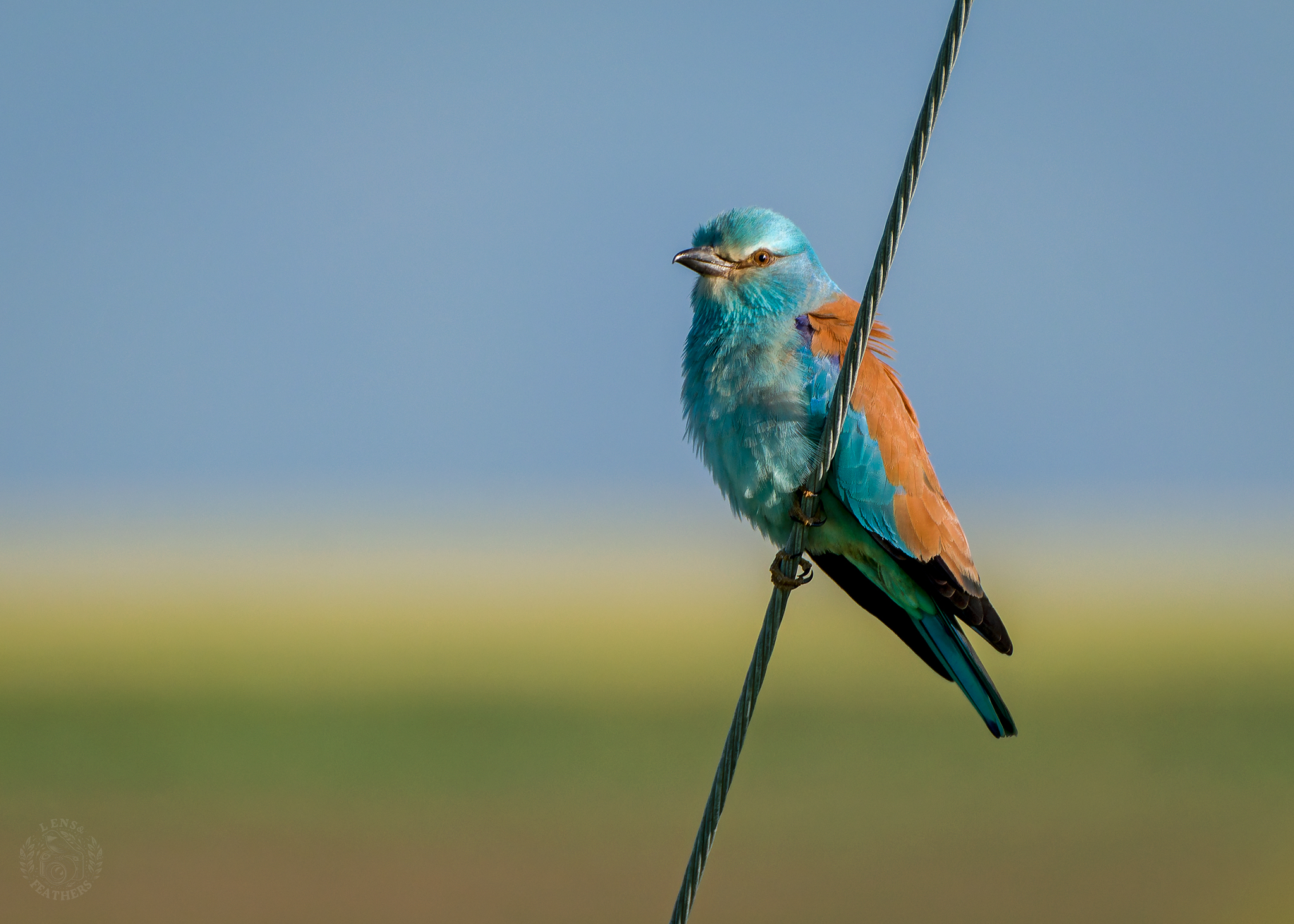 , Евгени Стефанов