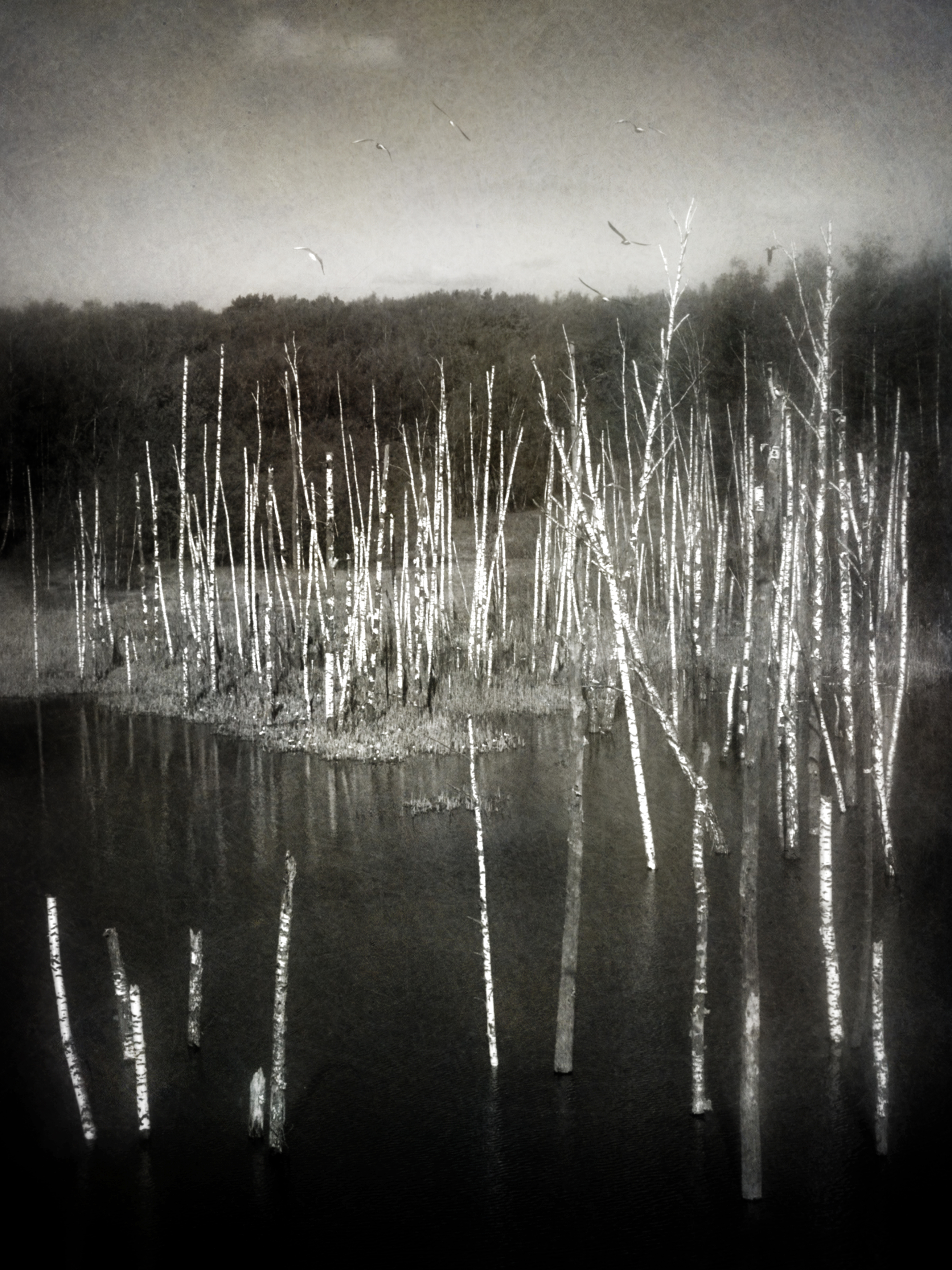 пейзаж, чб, топь, берёзы, Сергей Кот