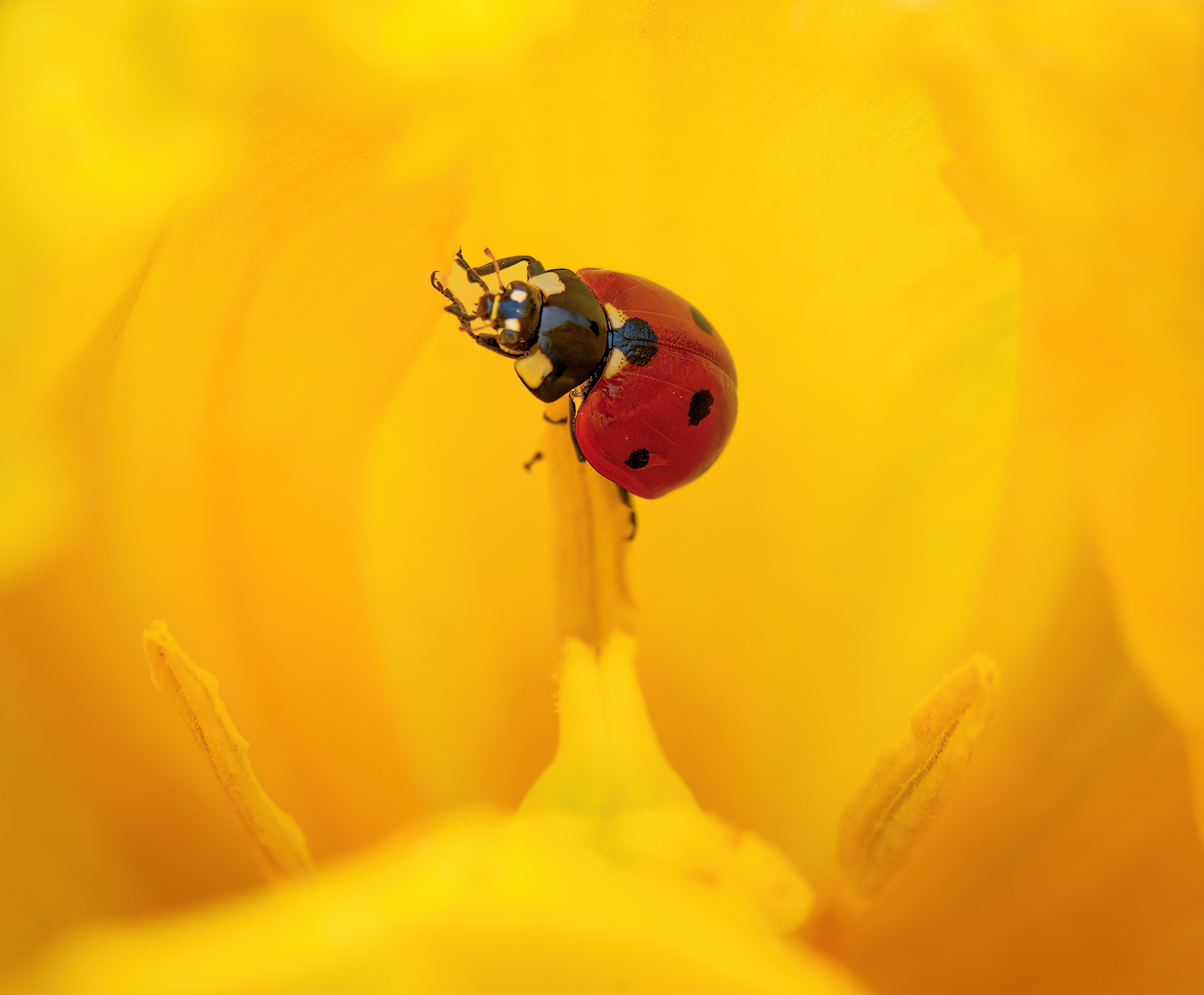 , Тодор Божков