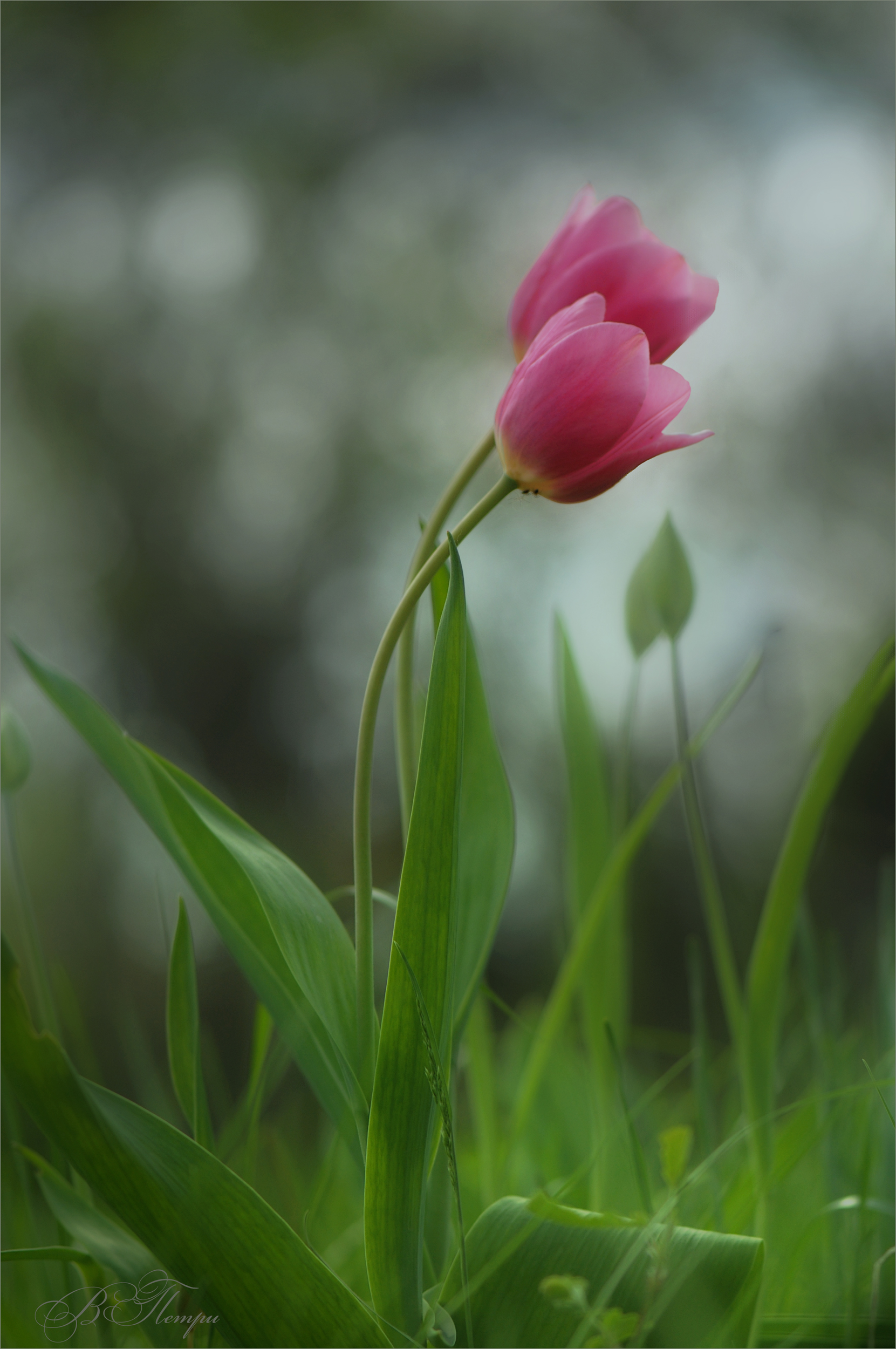 тюльавны, Вера Петри