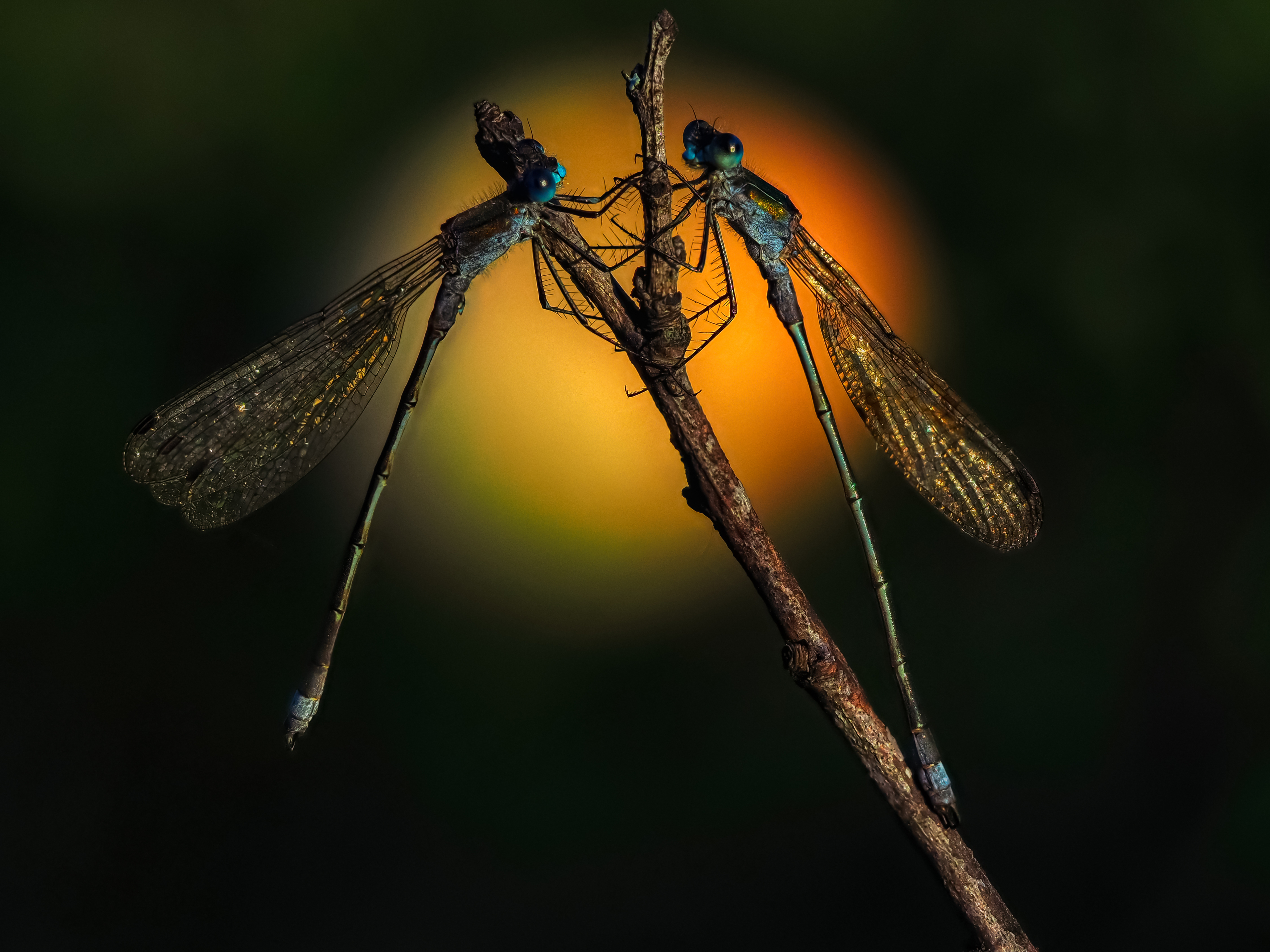 , Олег Савицкий