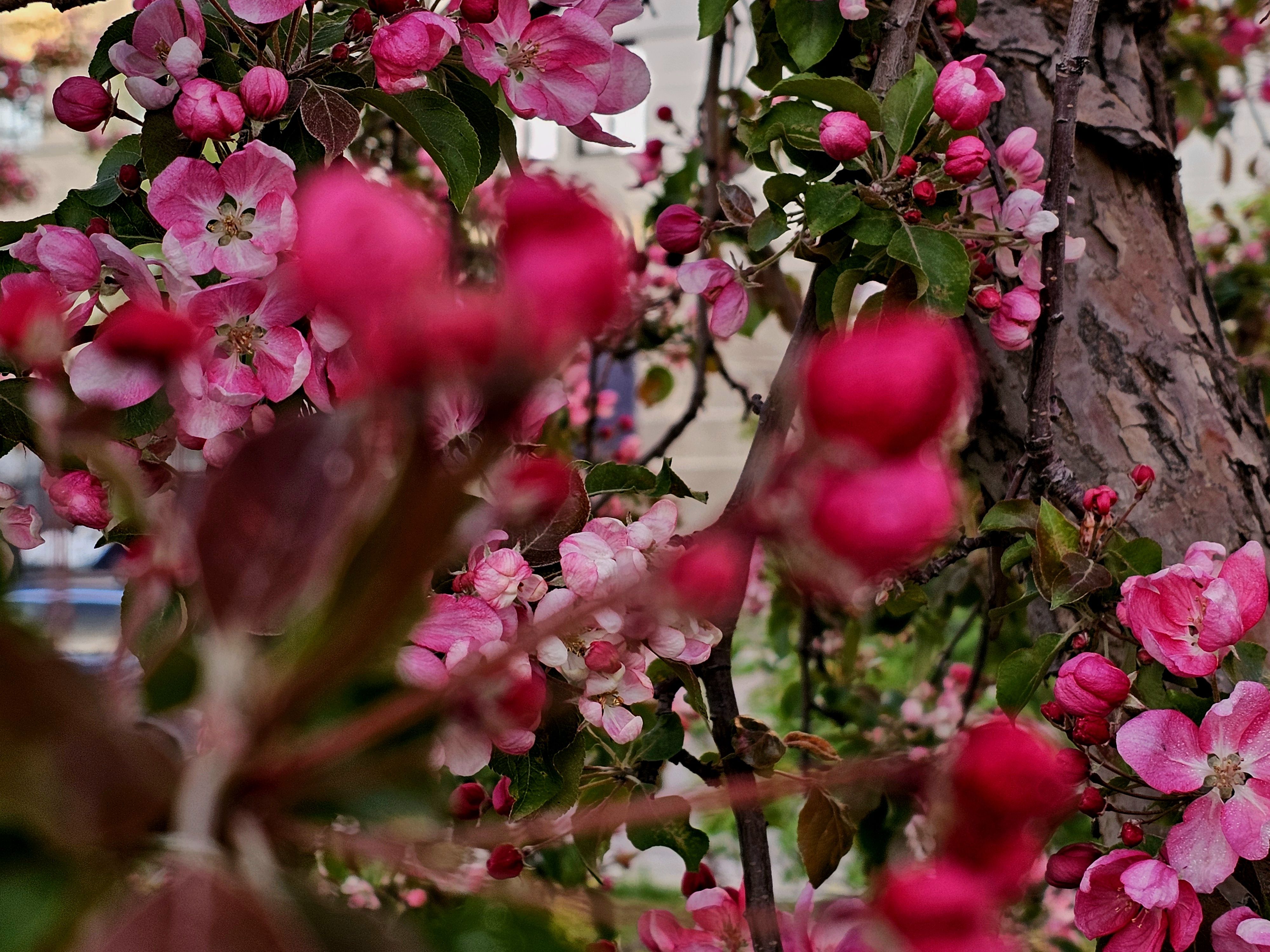 , Мария Яковлева