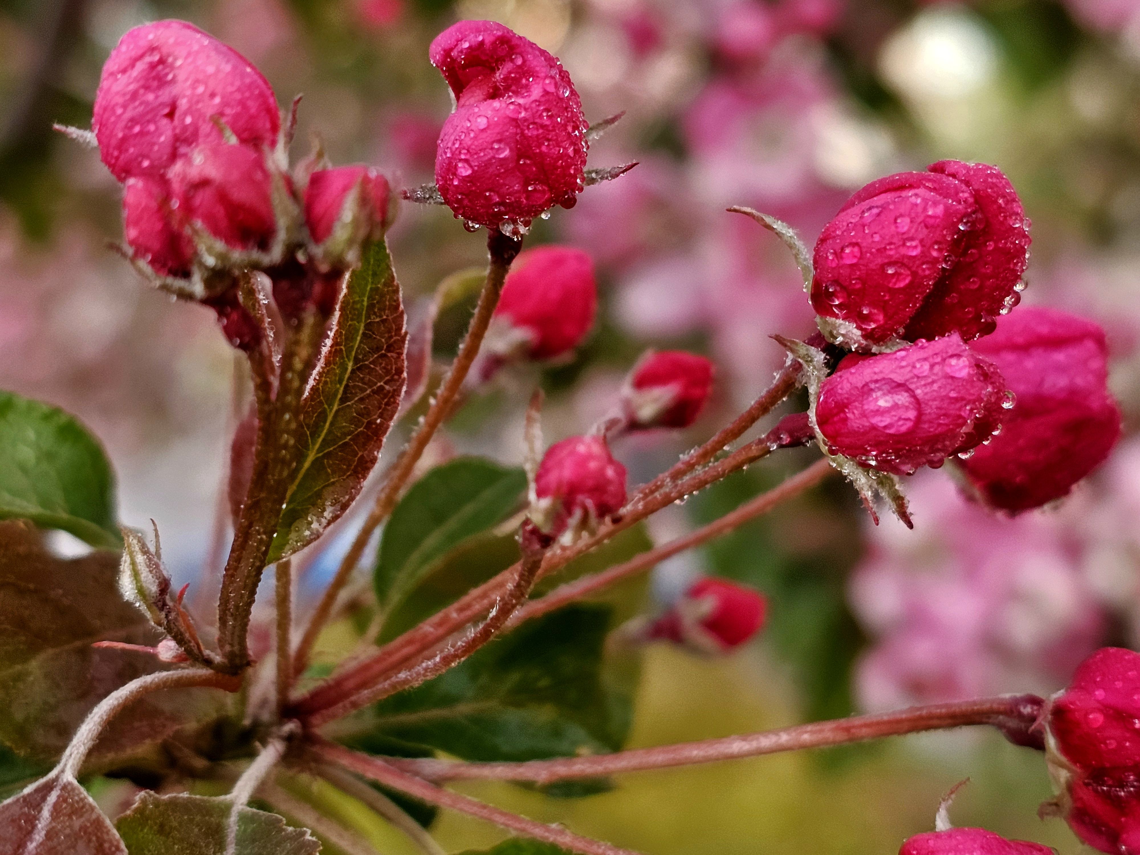 , Мария Яковлева