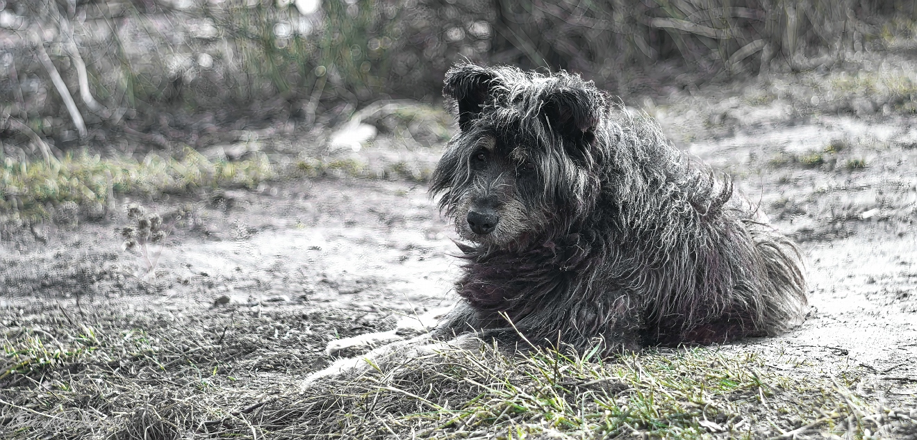 , Орлов Олег