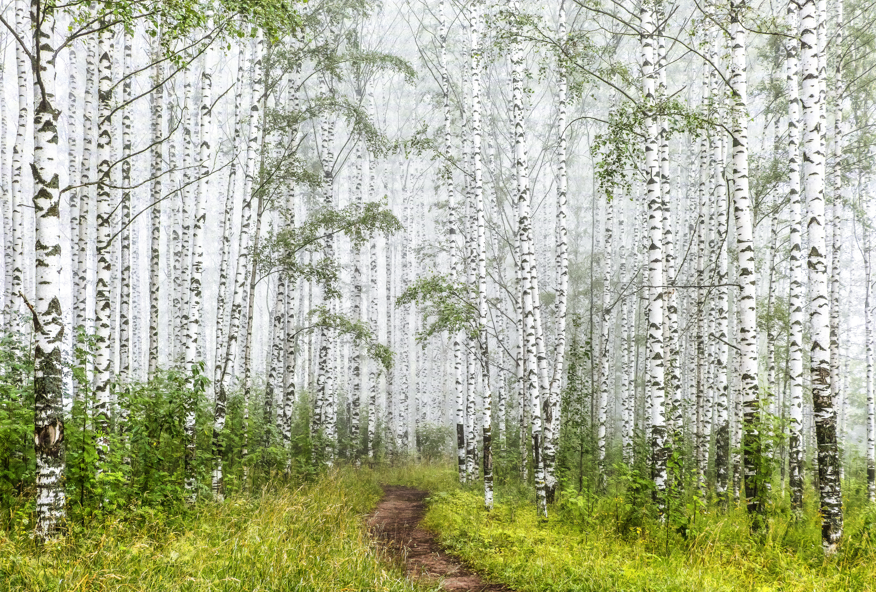 Березы, туман, Киров, утро, галина новинская