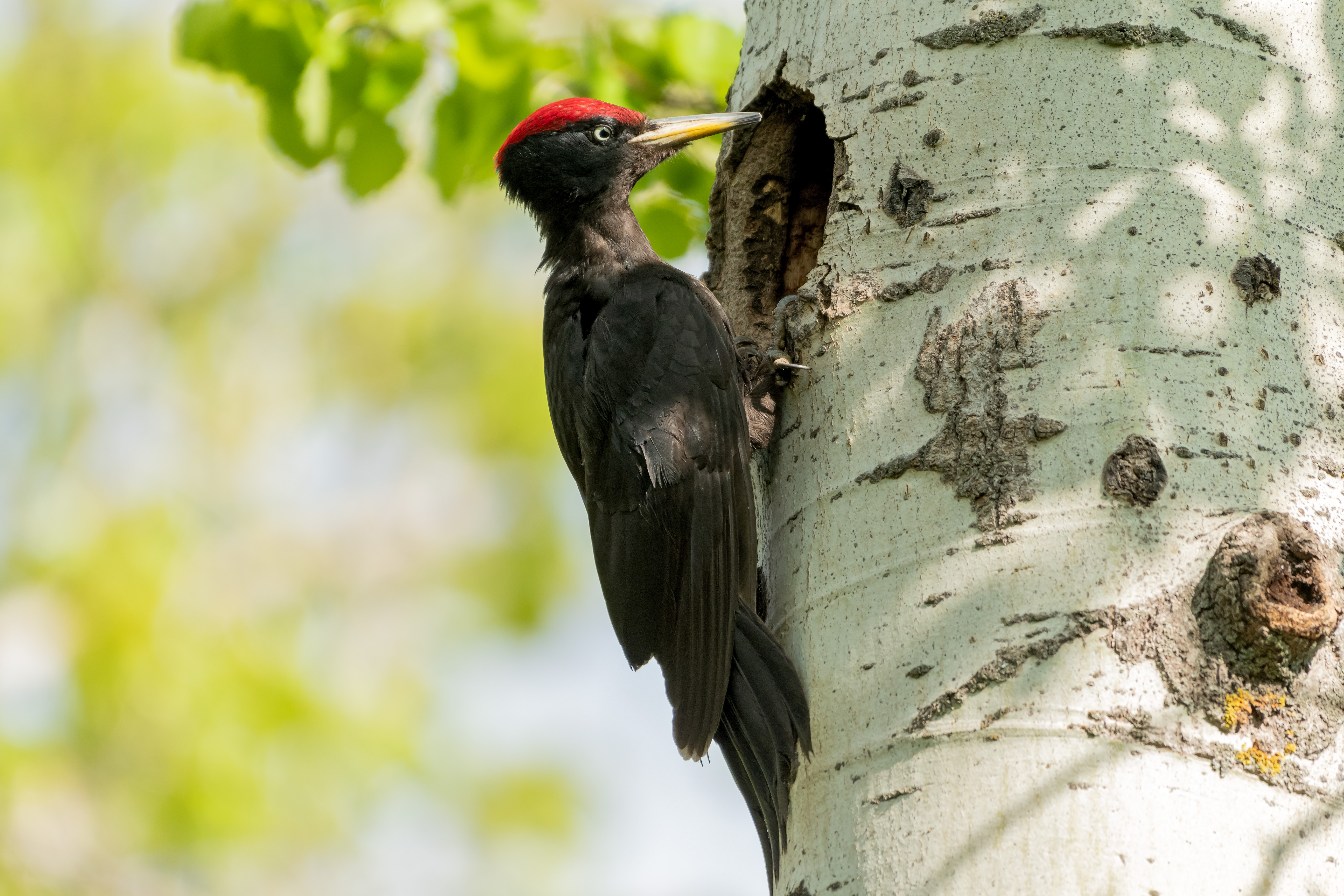 птицы,желна,чёрный дятел., алексей овчинников
