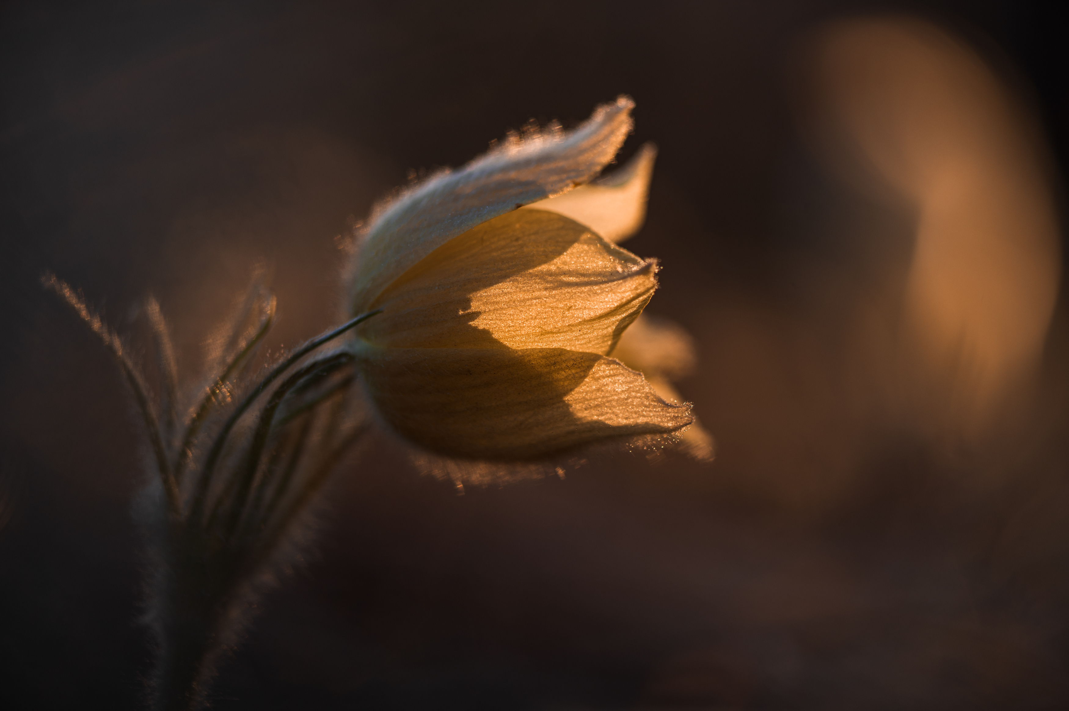первоцветы, прострел, сон-трава, красноярск, Андреева Светлана