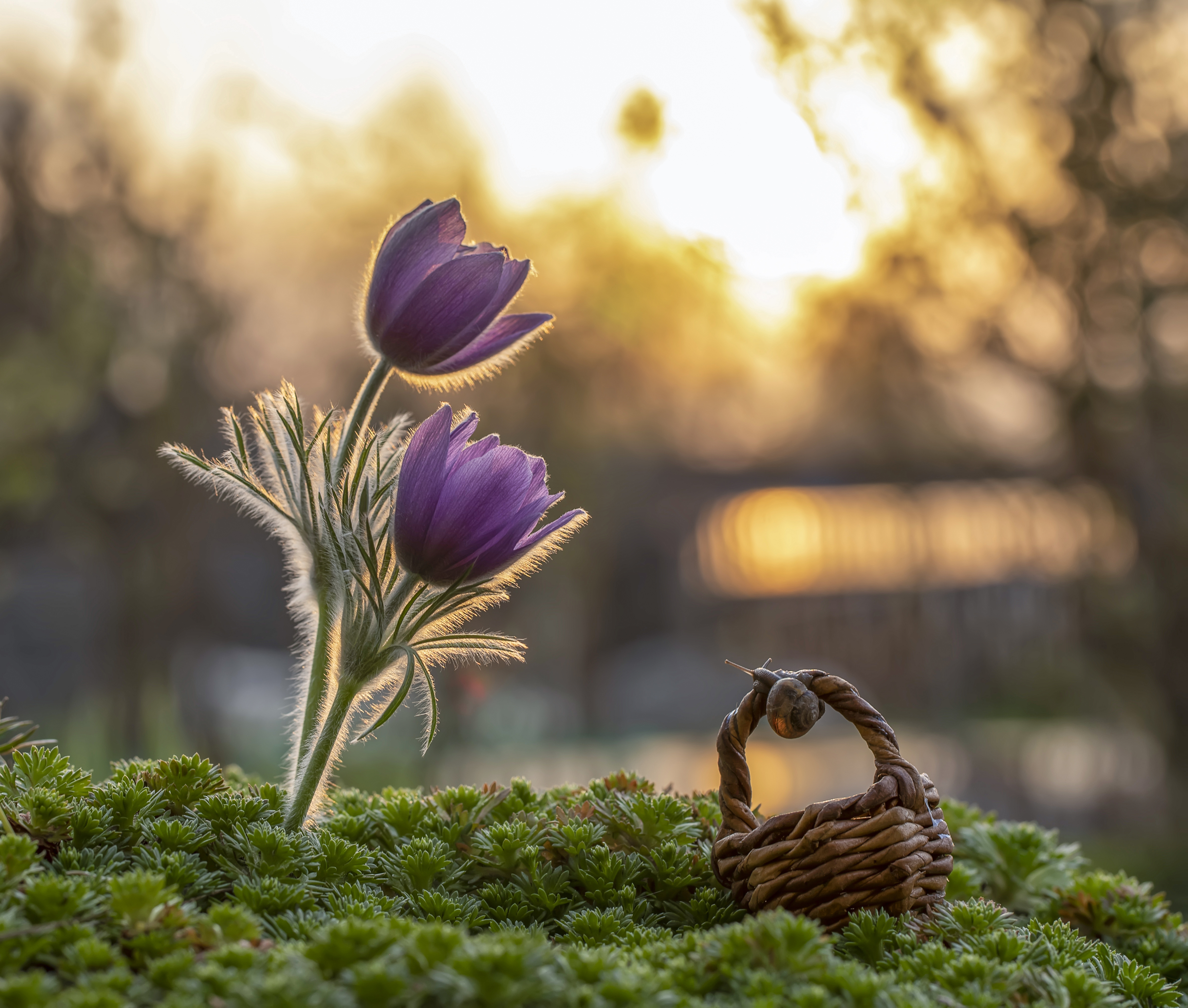 закат, сон-трава, прострел, улитка, Татьяна Феденкова