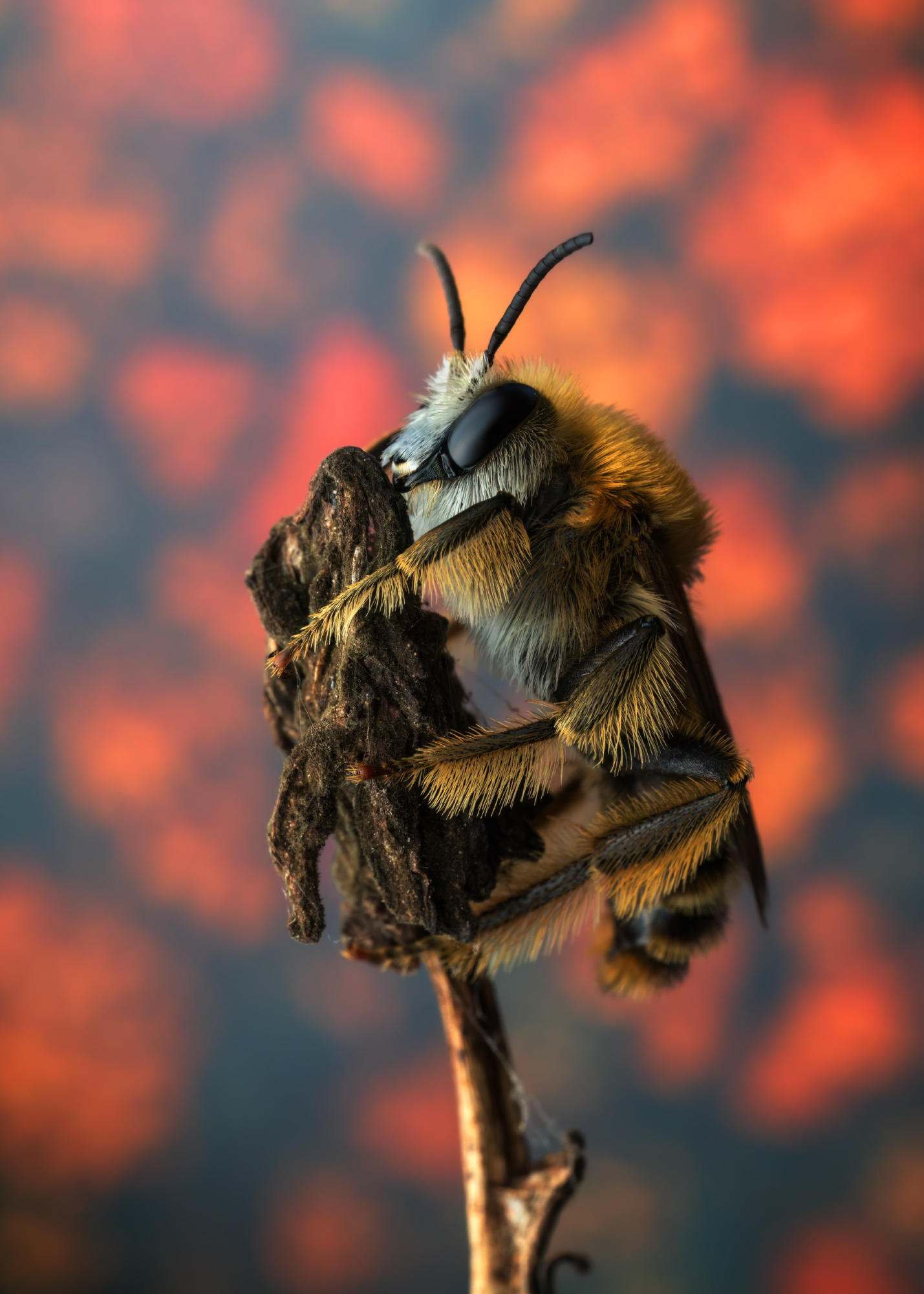 , Фруман Евгений