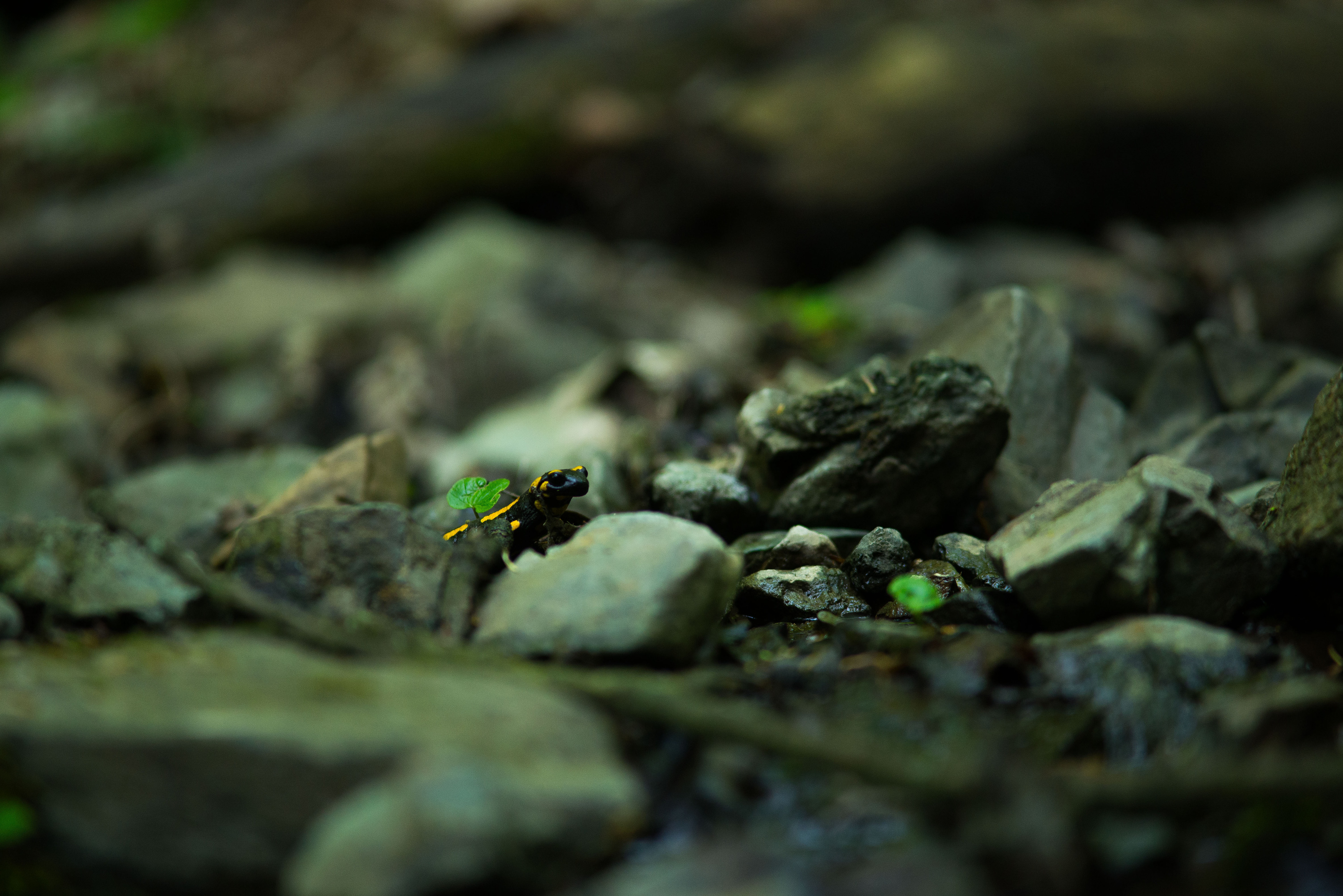 fire salamander,river, amphibians, animals, forest, water, nature photography, nature, fire salamander, nikon,, PIOTR CZARNIECKI
