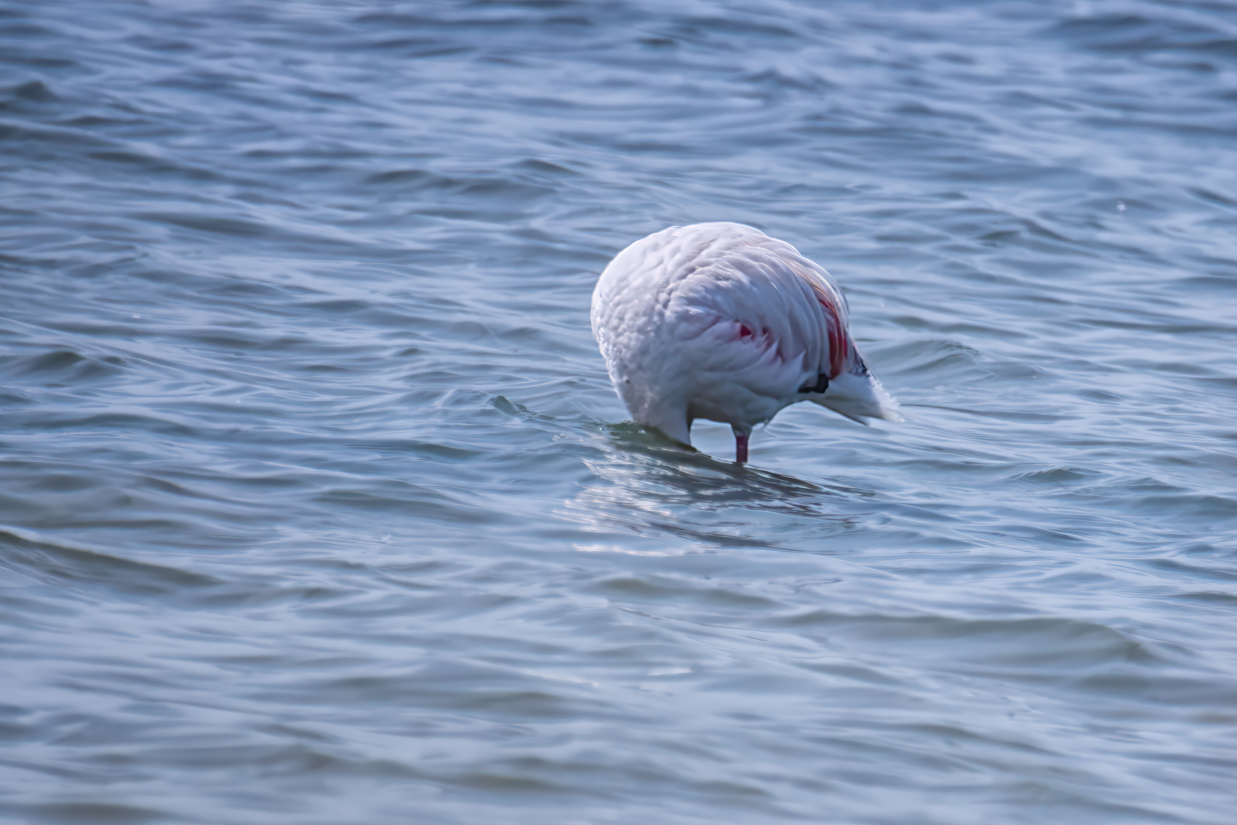 птицы, животные, дикая природа,  birds, animal, wildlife flamingo фламинго, Sajkovski Dejan