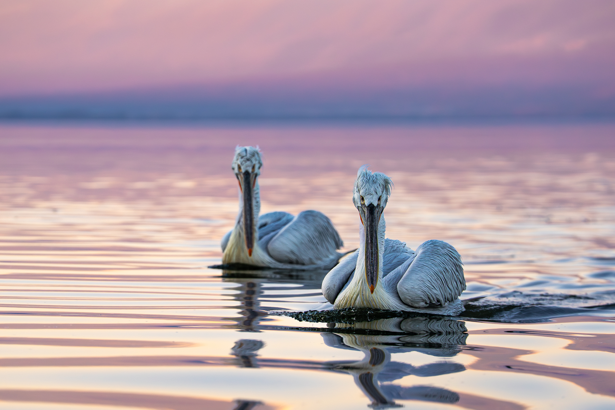 далматинский, кудрявый, пеликан, закат, dalmatian, pelican, sunset, birds, птицы, Оксана Дорн